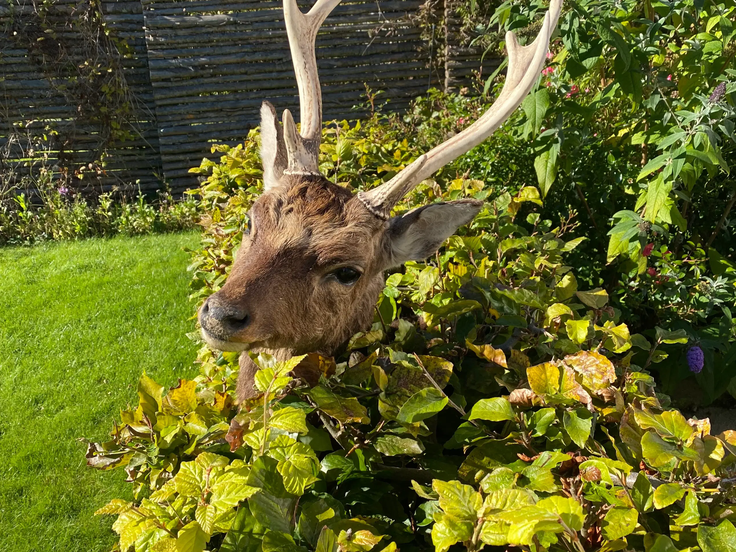 Sika trofæ skuldermonteret