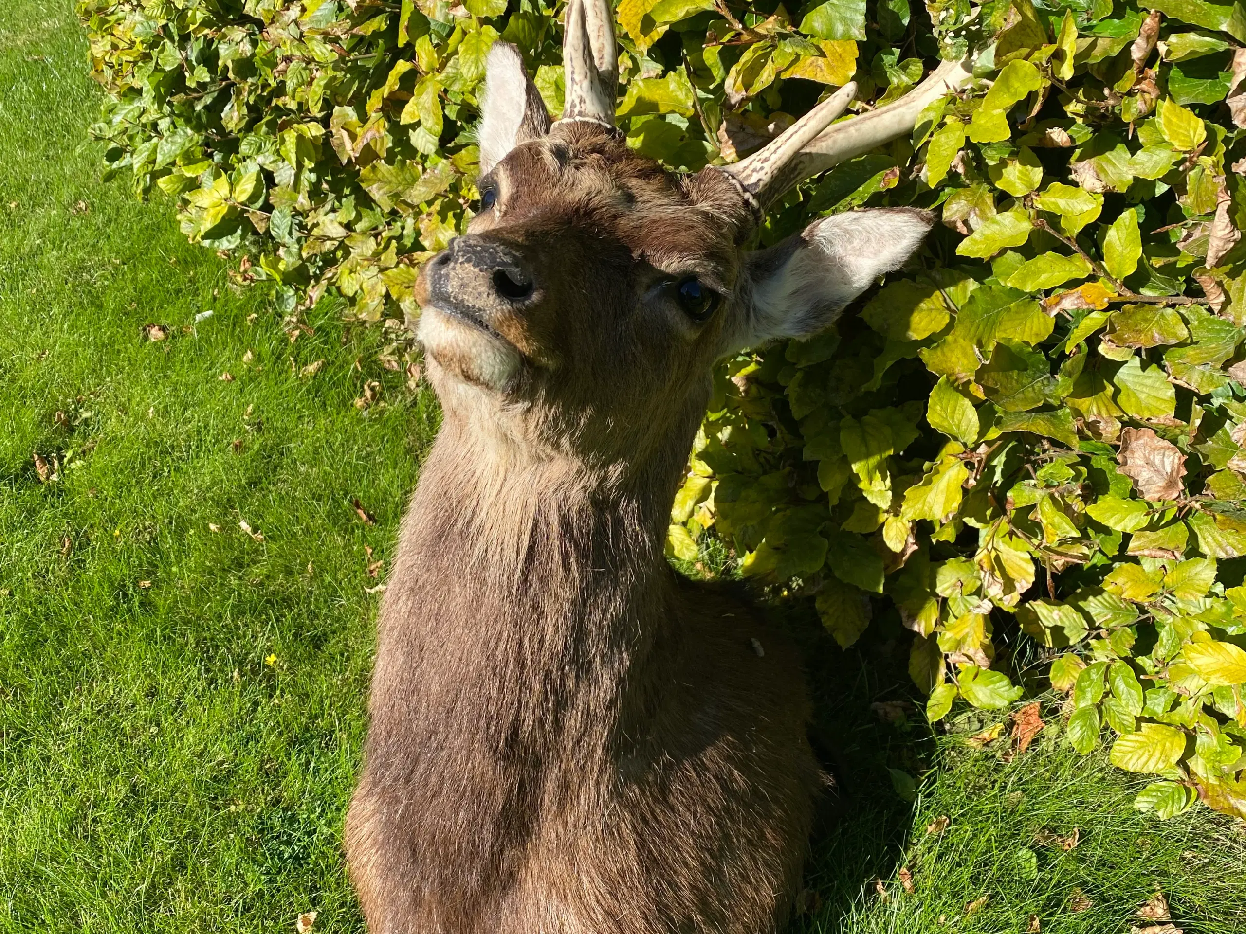 Sika trofæ skuldermonteret