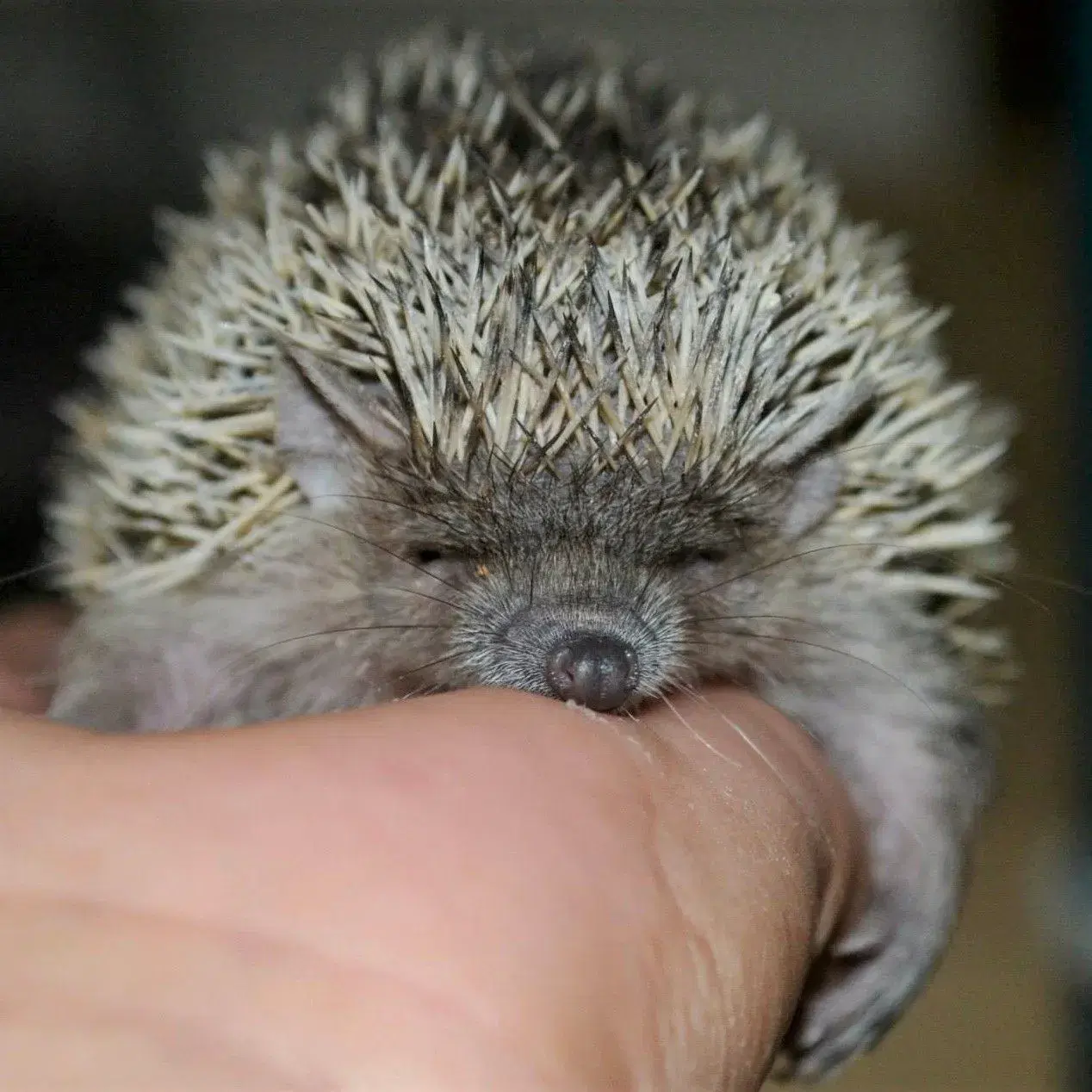 Tenrec