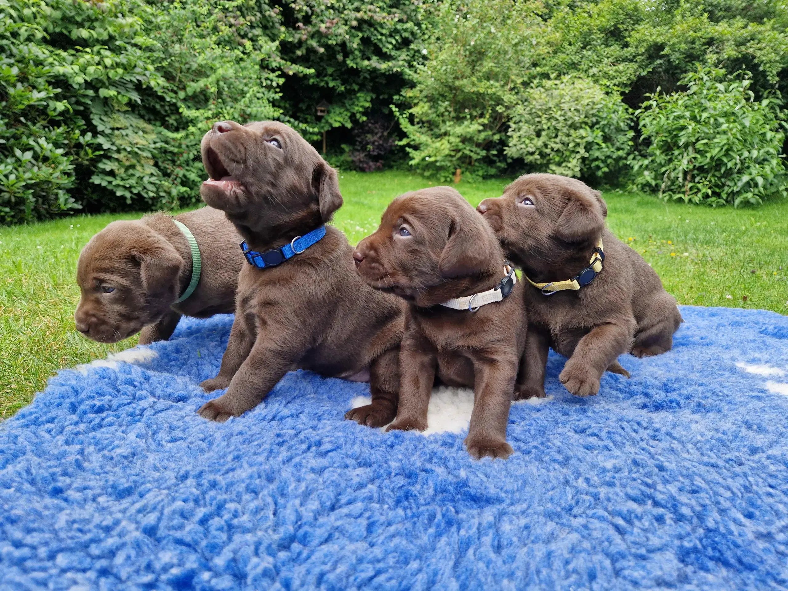 Brune labrador hvalpe