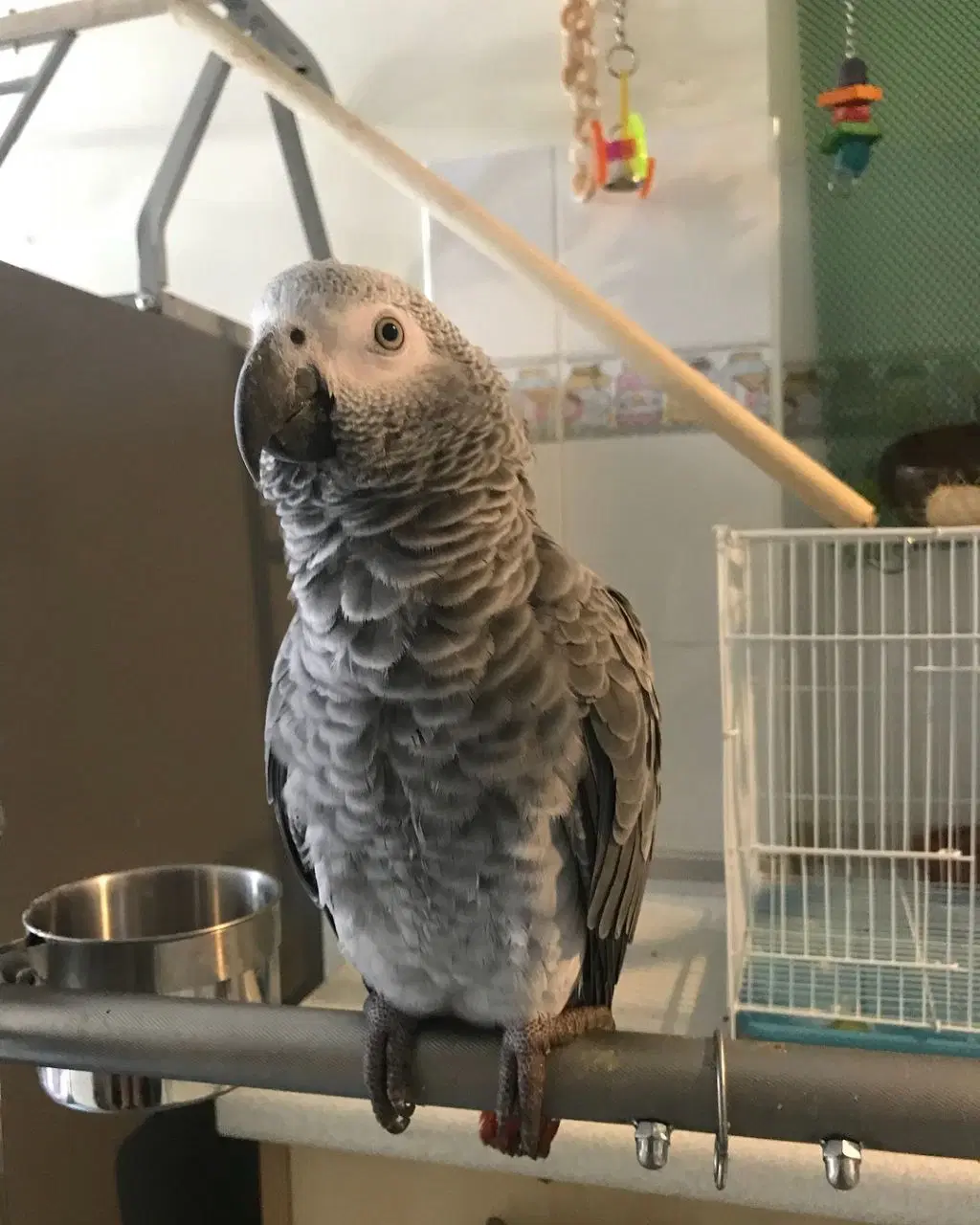 African grey parrots