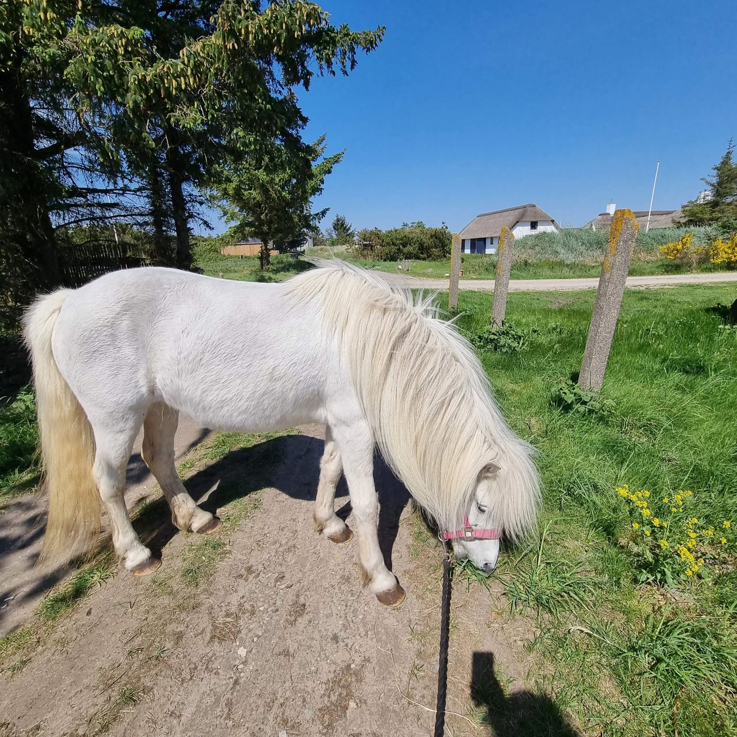 Børnepony/konehest