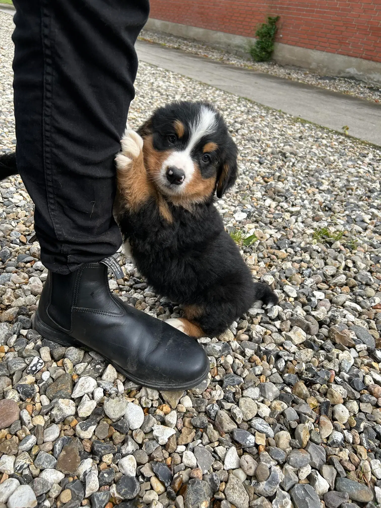 Skønne Berner Sennen hvalpe