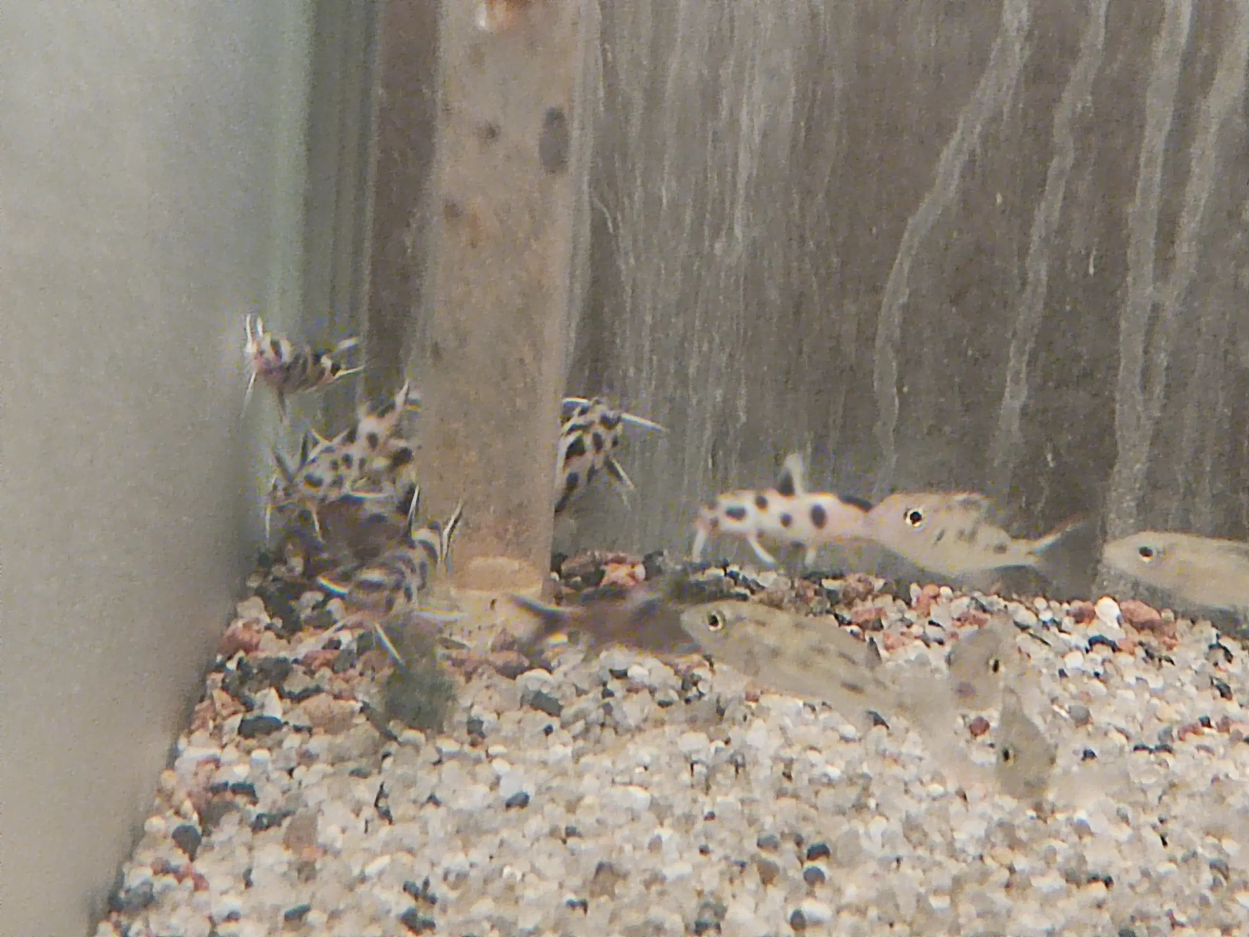 Synodontis Polli White