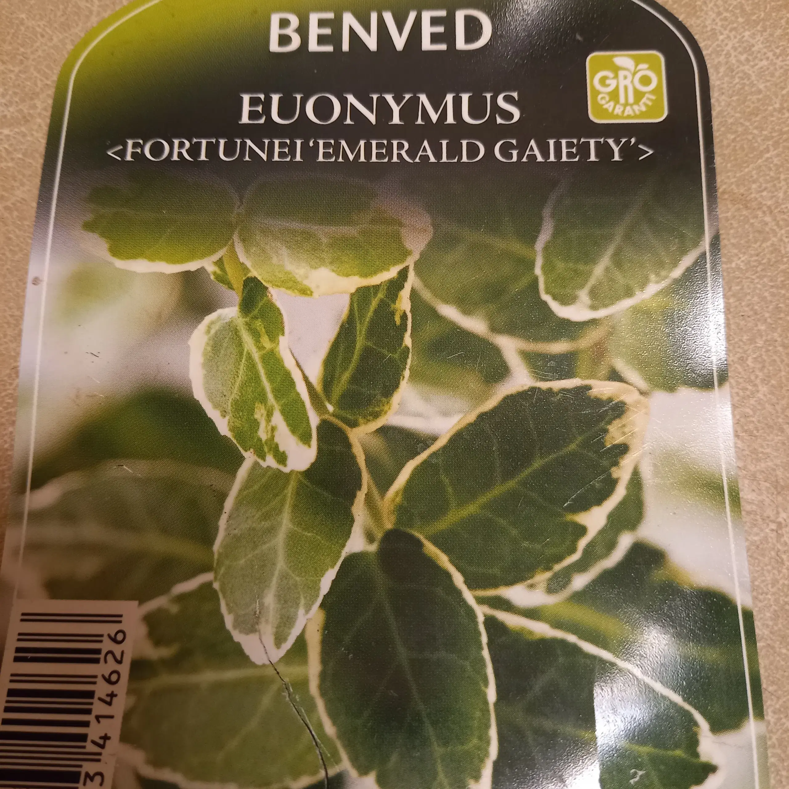 Benved Emerald Gaiety - stedsegrønne buske