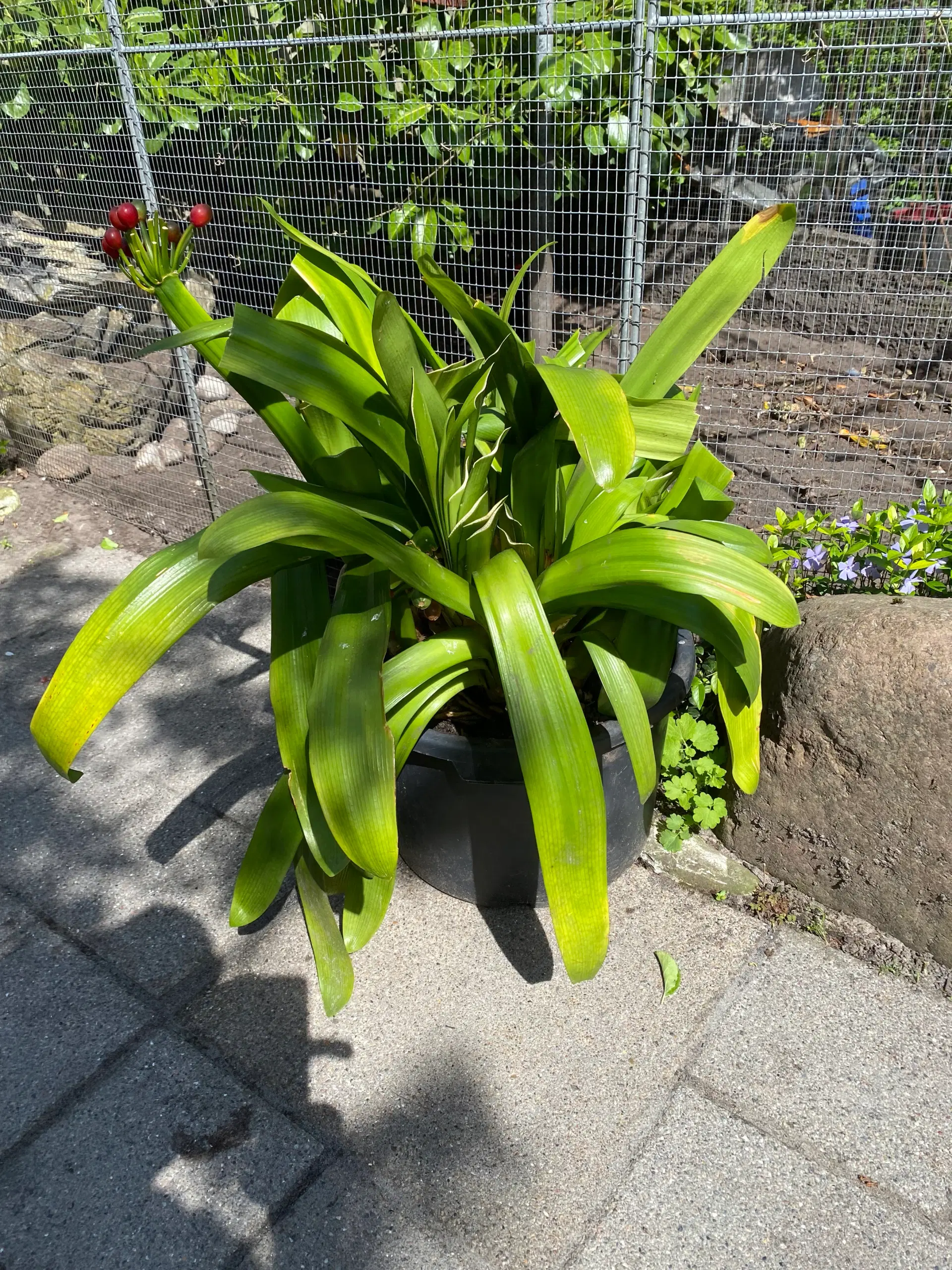 Stueplante kæmpe amaryllis