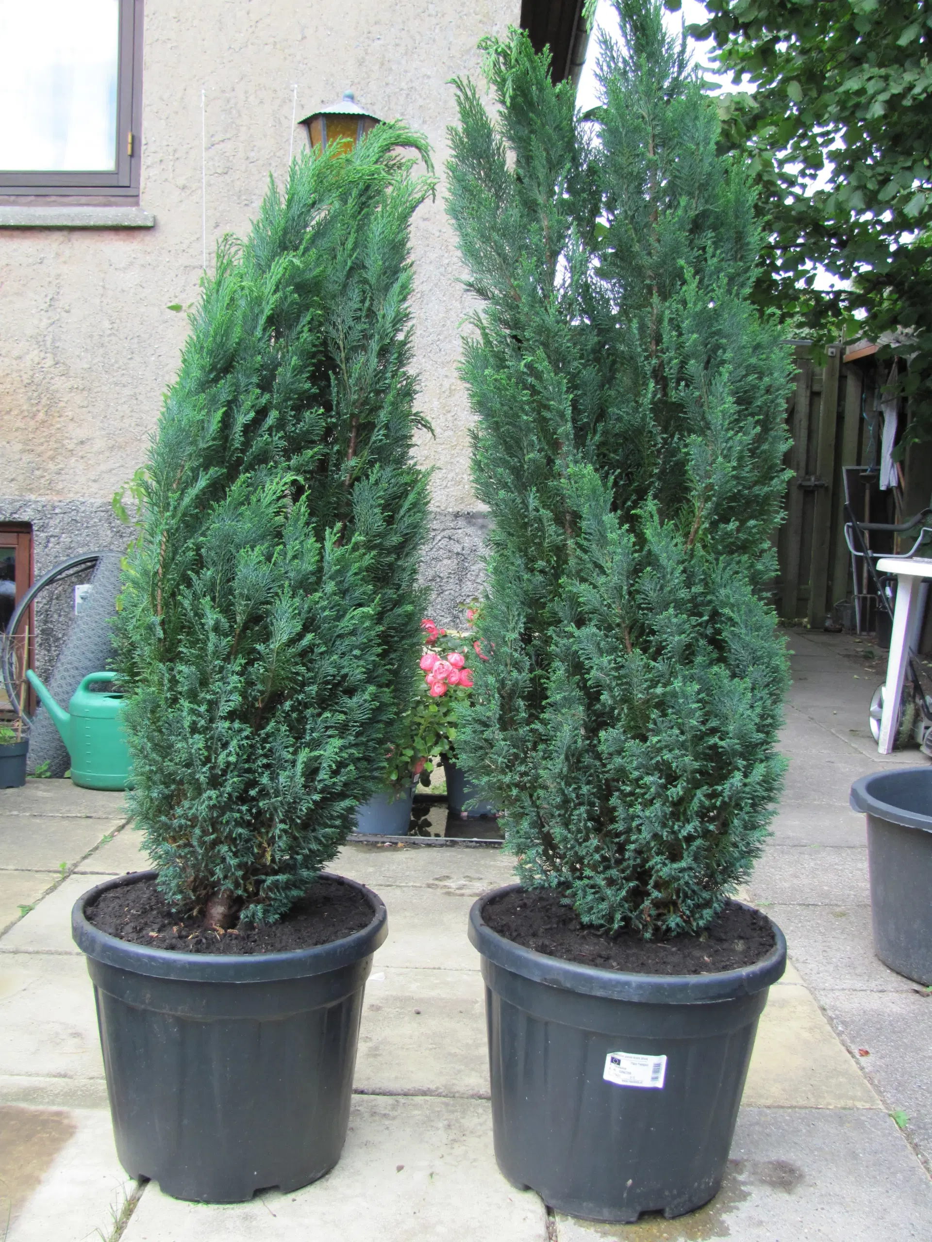 Thuja