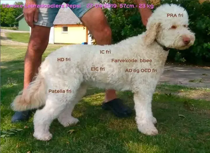 Labradoodle hvalpe