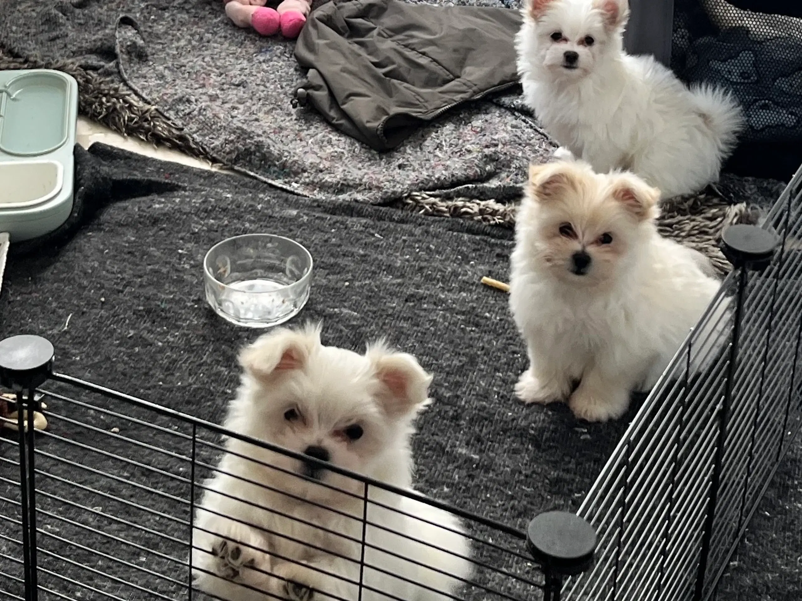 Hvalpe Mini malteser / Pomerania 8 uge