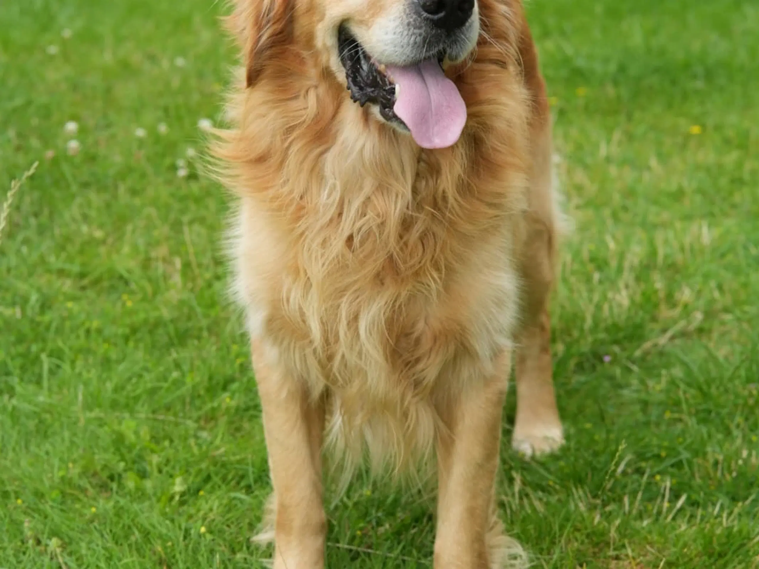 Gordon retriever søger parring