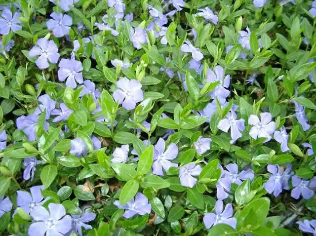 Vinca Minor / Vintergrøn bunddække