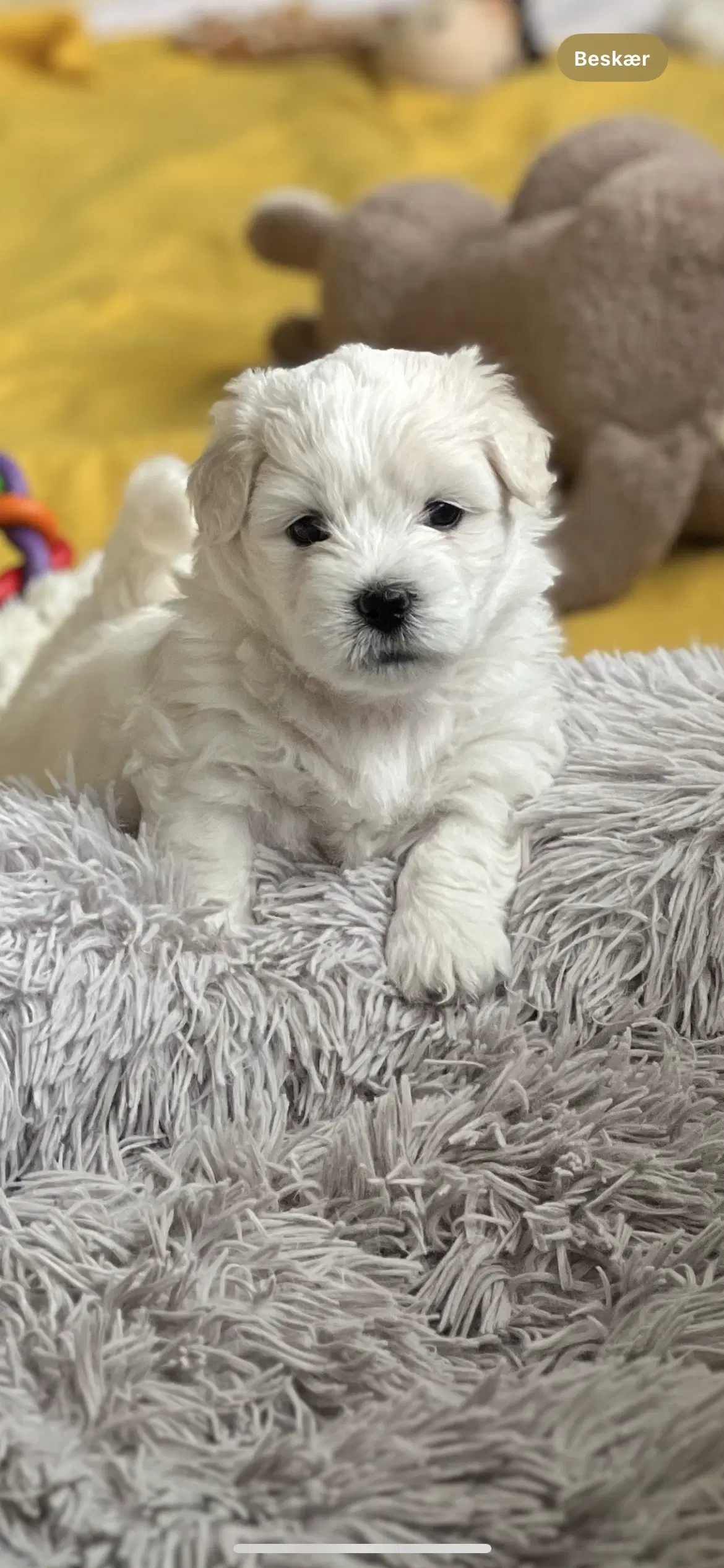 Coton de tulear hvalpe