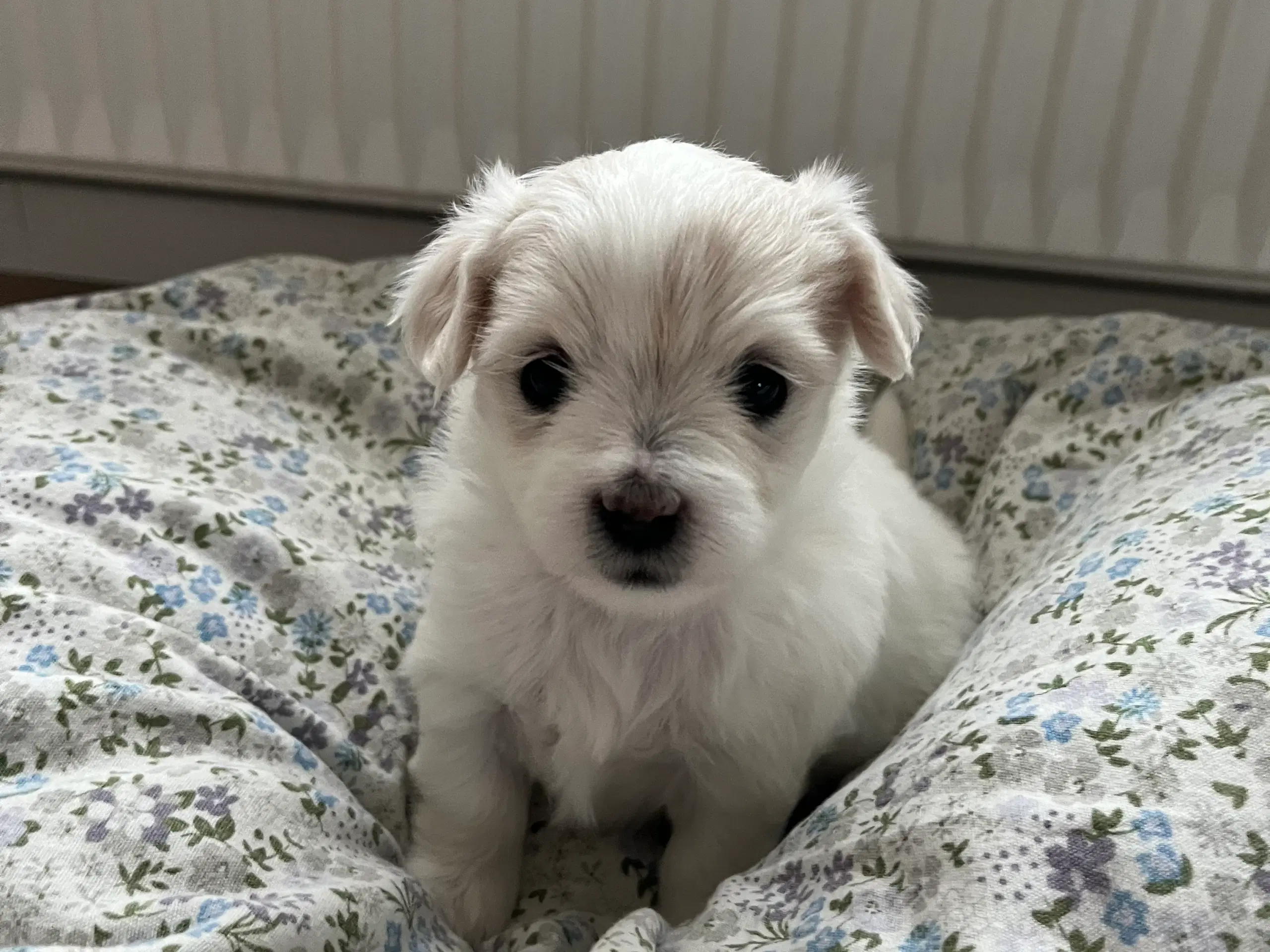 Bomulds coton de tulare