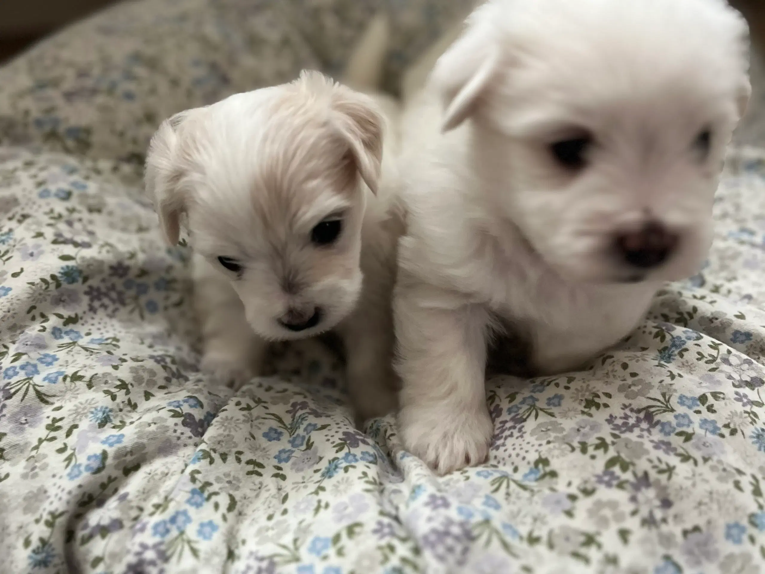 Bomulds coton de tulare