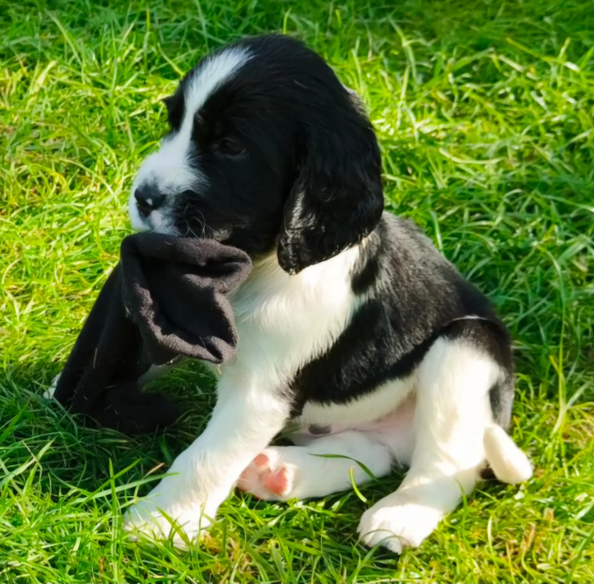 Engelsk springer Spaniel hvalpe