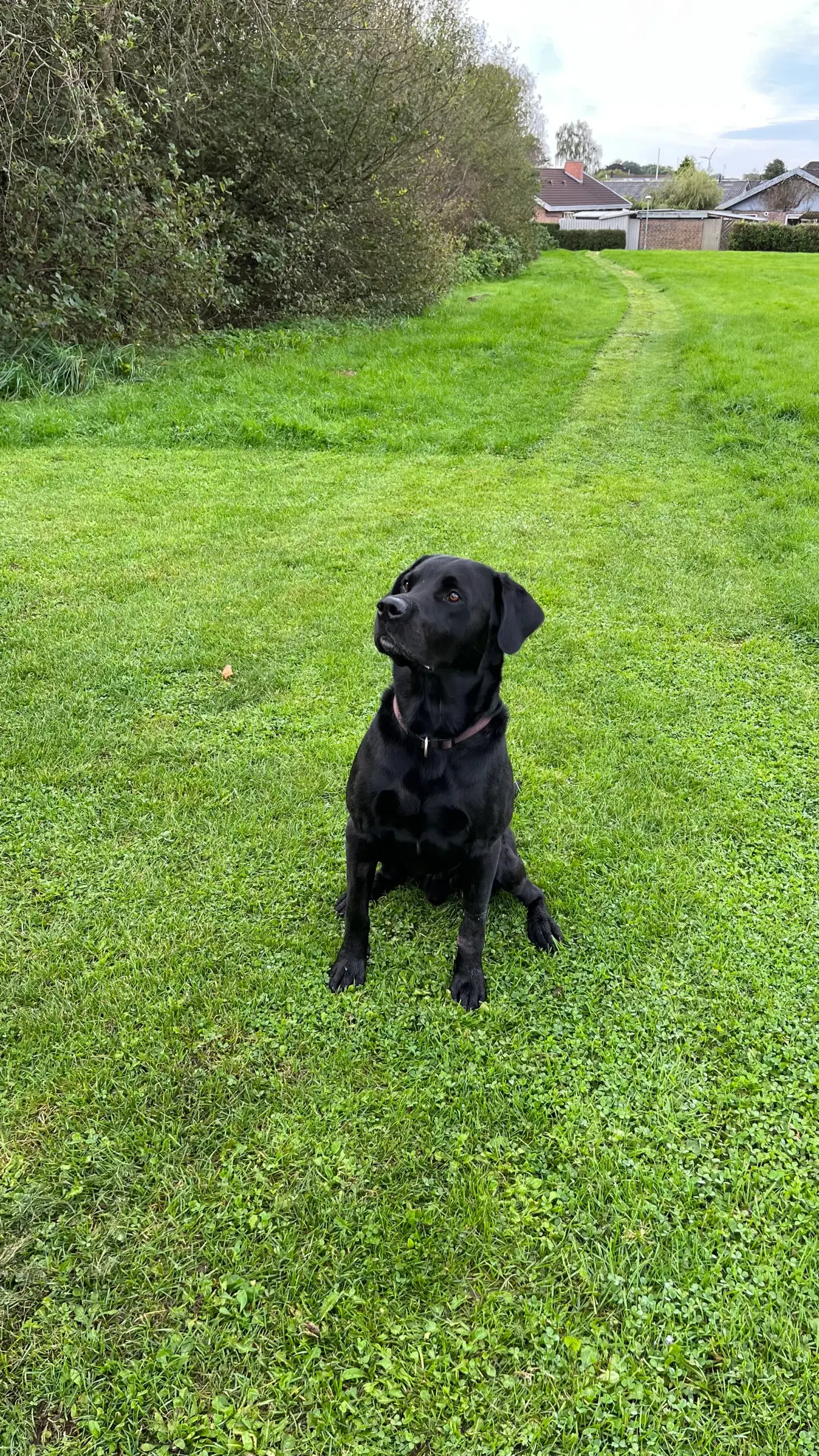 FT LABRADOR TILBYDES TIL AVL