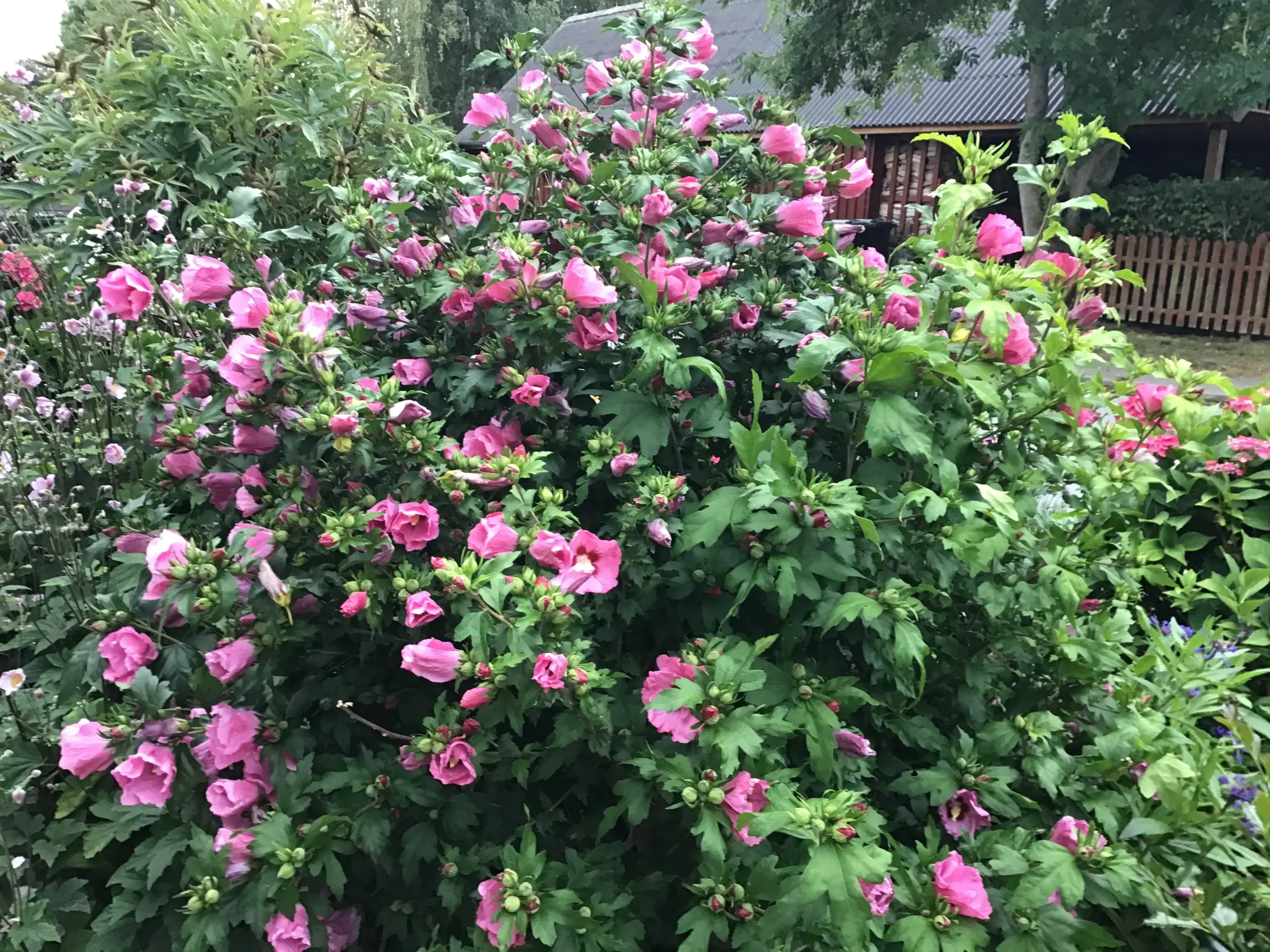 /Stauder/Hibiscus/ syriske roser