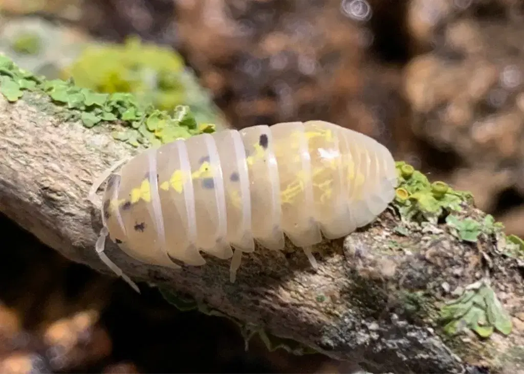 Armadillidium Magic Potion