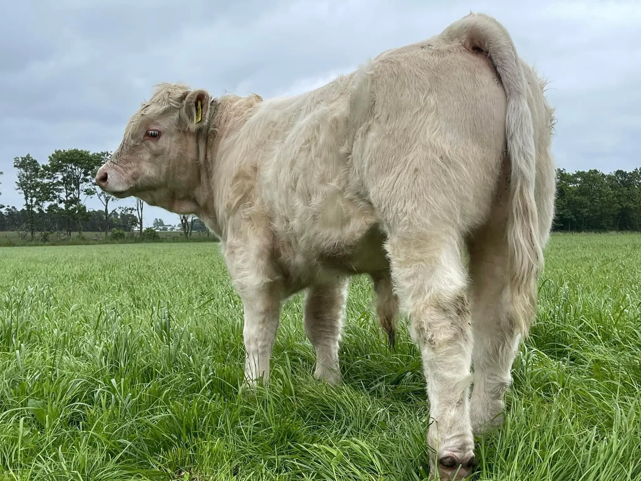 Charolais tyr sælges