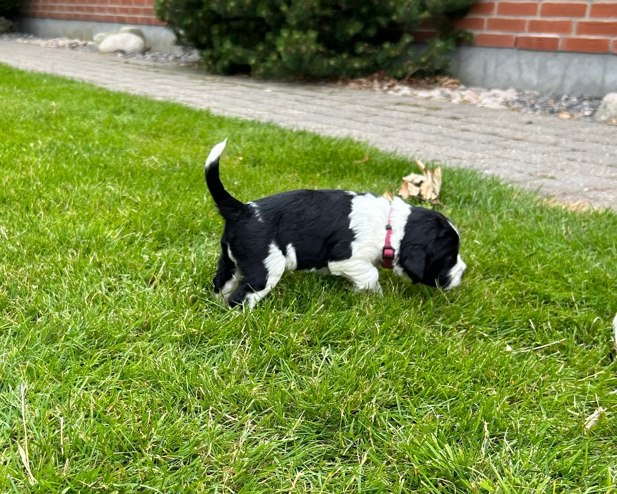 Engelsk springer spaniel