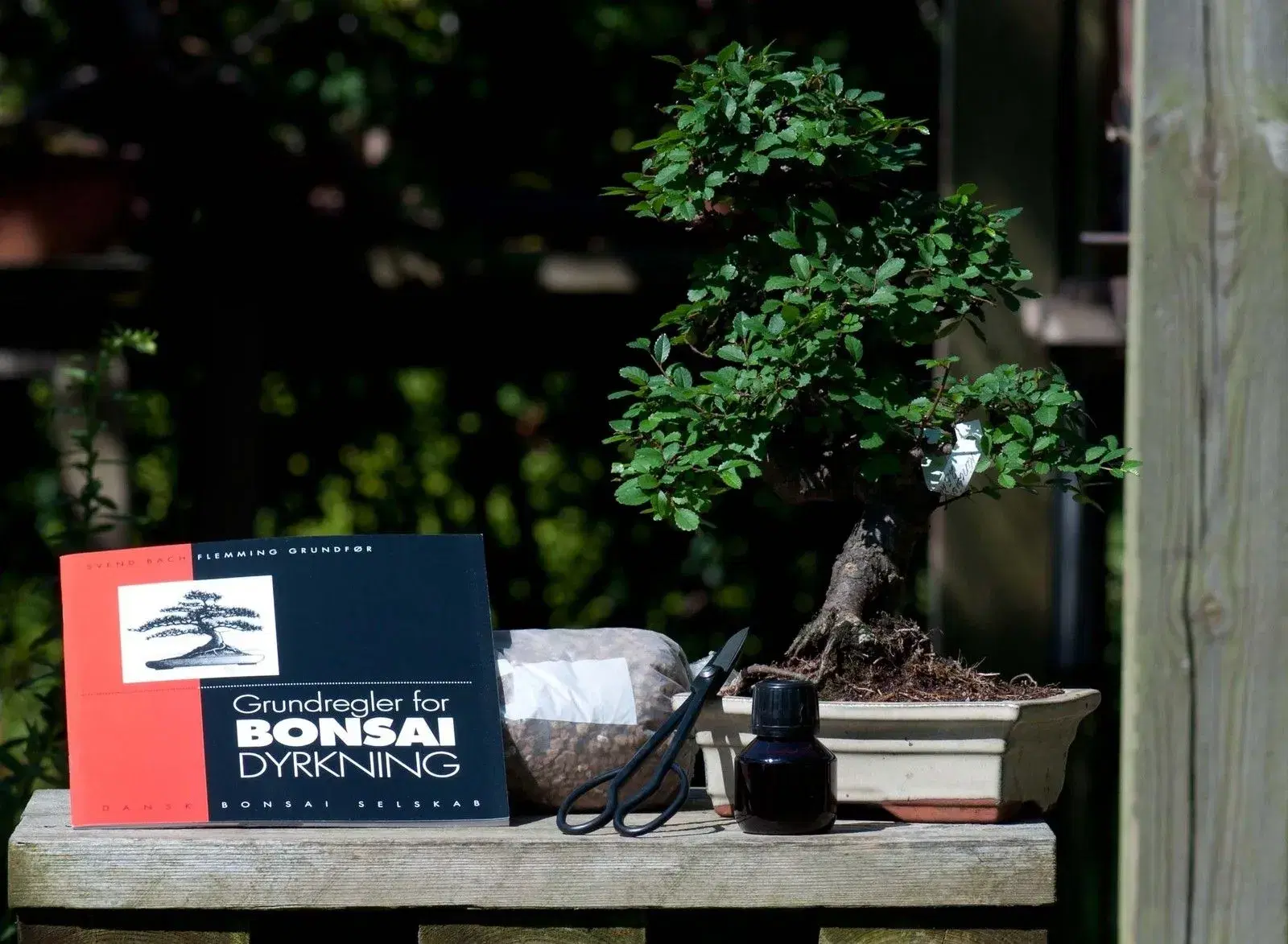 Bonsai Træer begyndersæt mm sælges