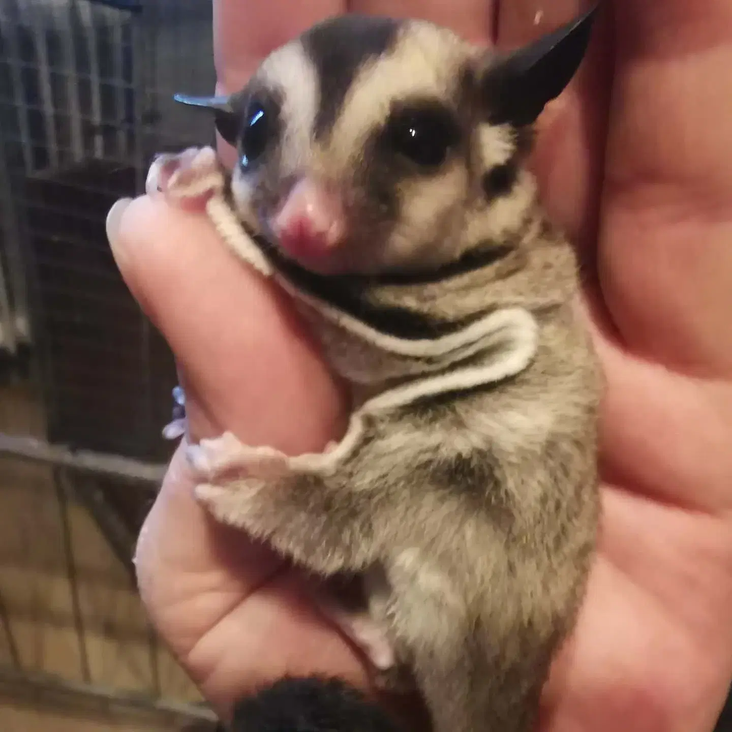 Sugarglider