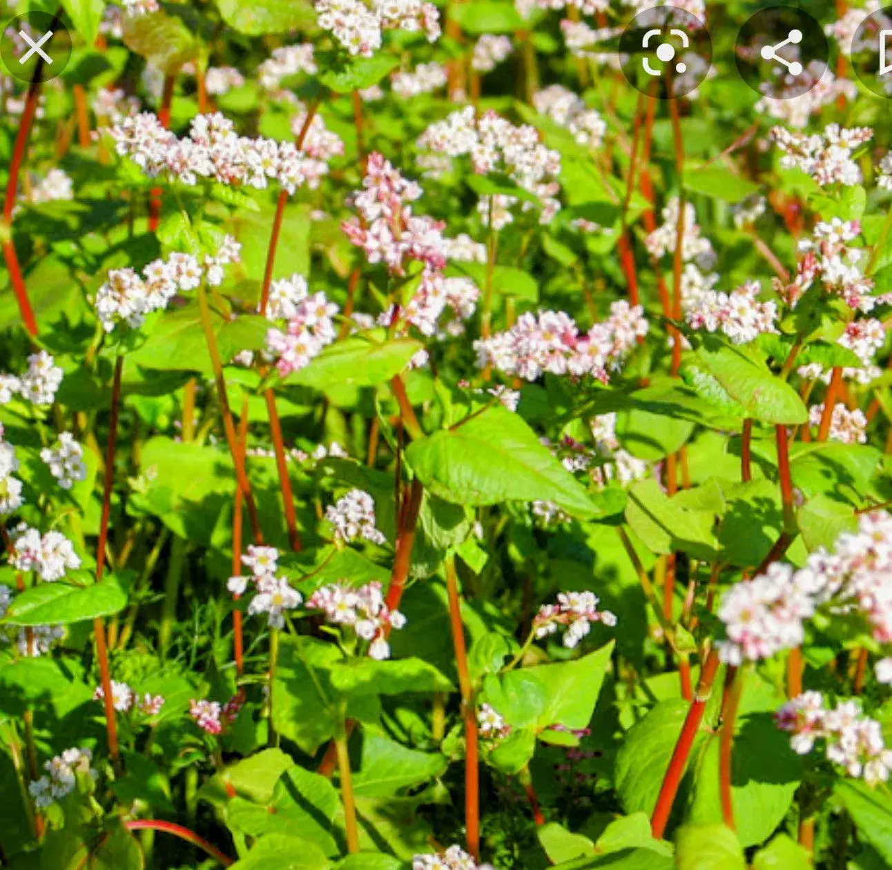 PAS PÅ NATUREN med smukke blomster -så nu!