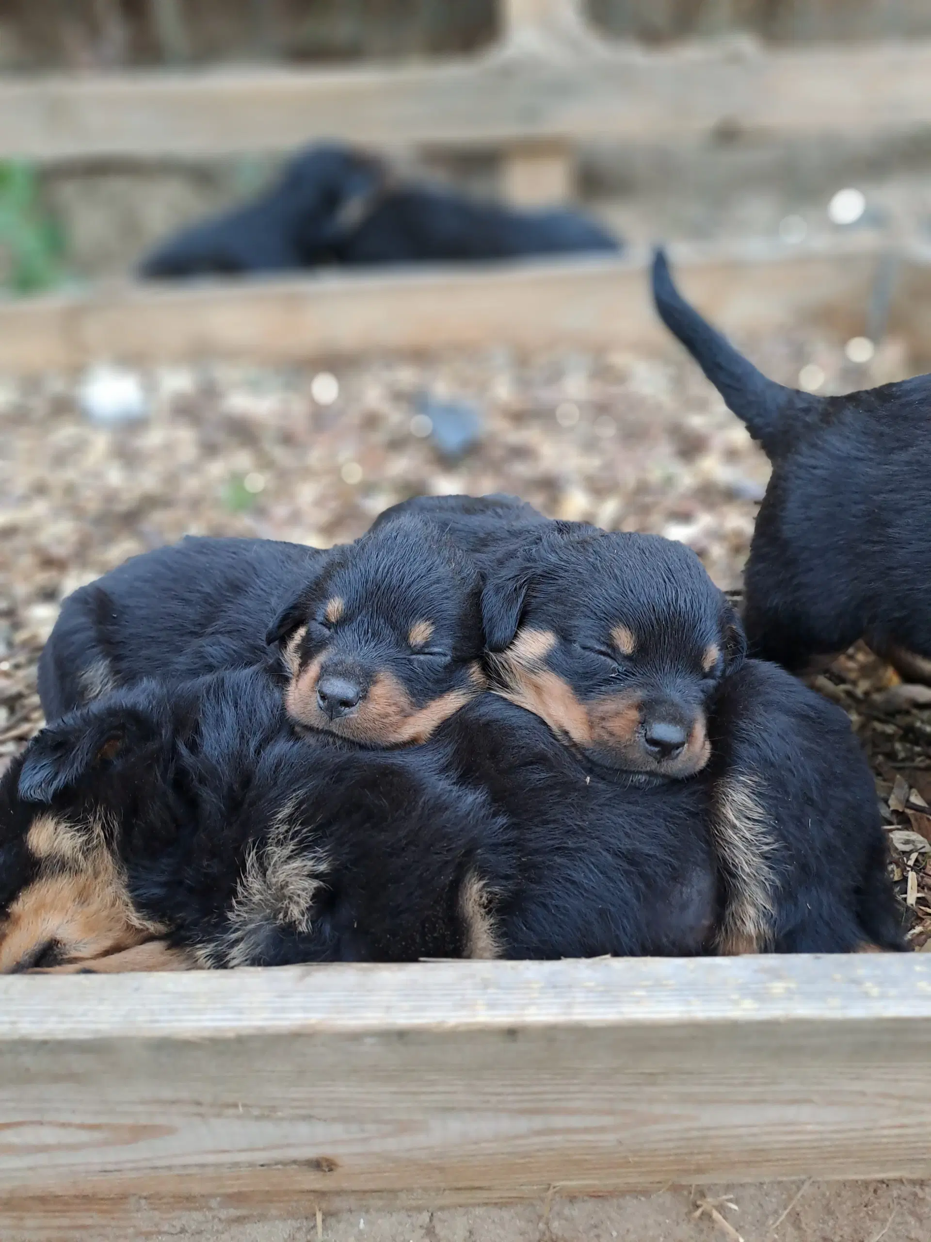 Rottweiler hvalpe til salg