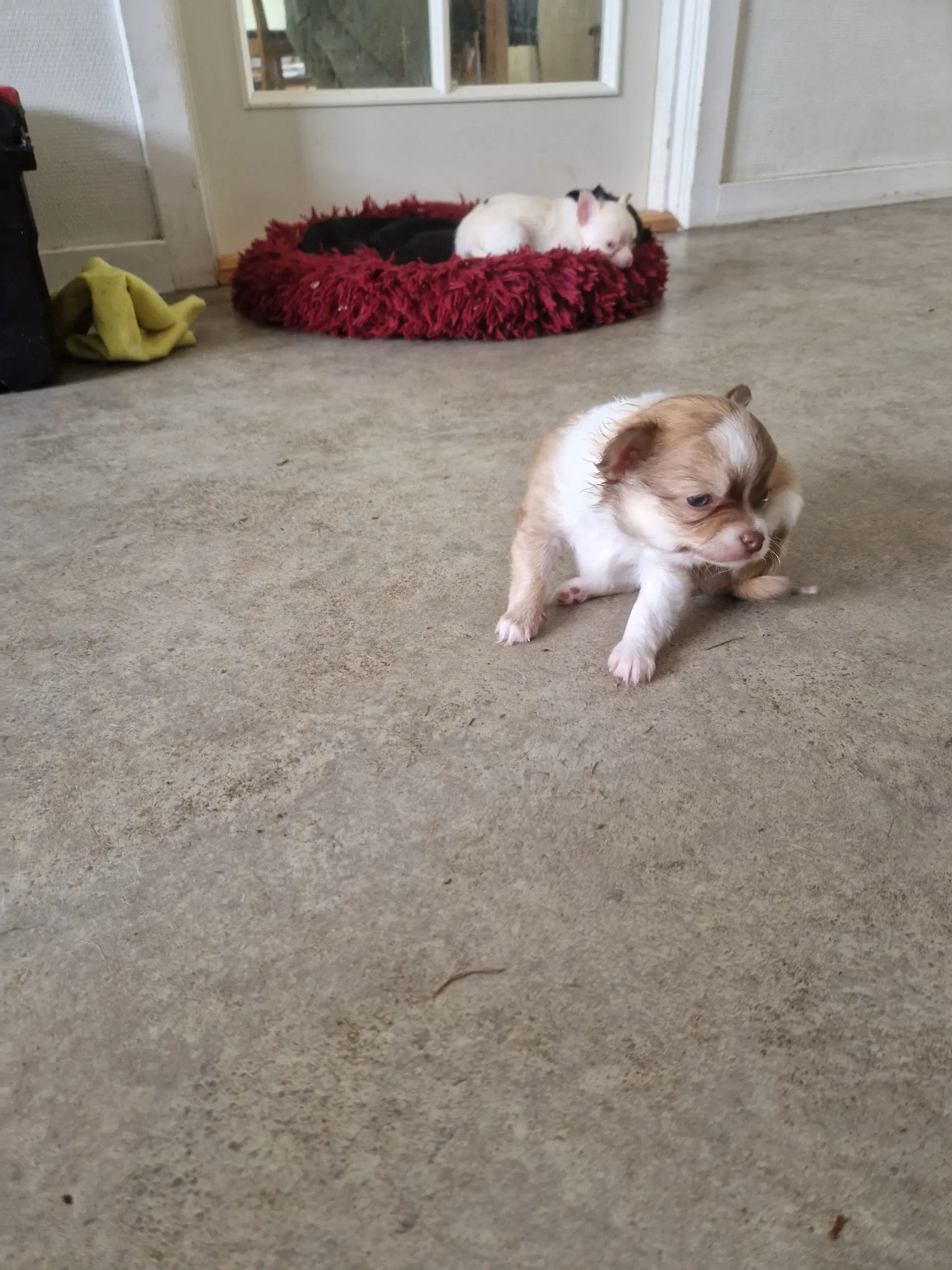 Chihuahua hvalpe søger nyt hjem