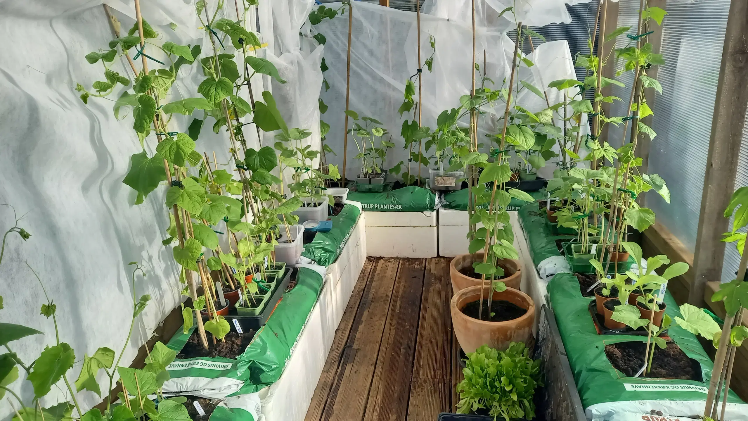 Agurk og tomat planter