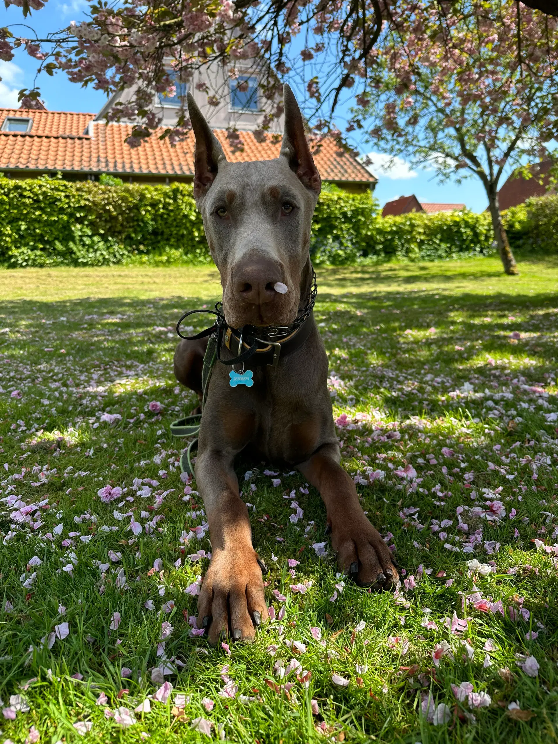 Dobermann hanhund