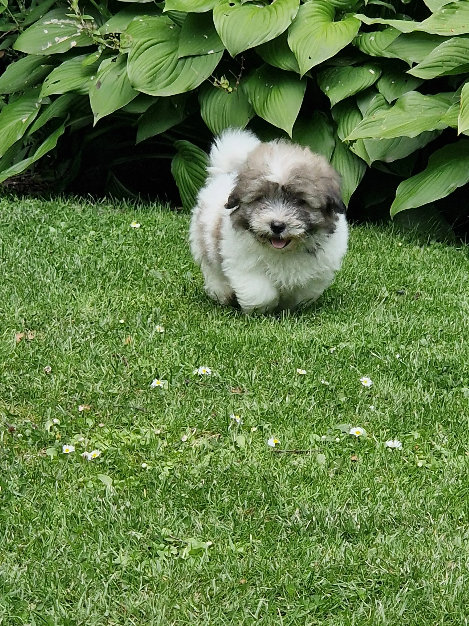 Coton de tulear