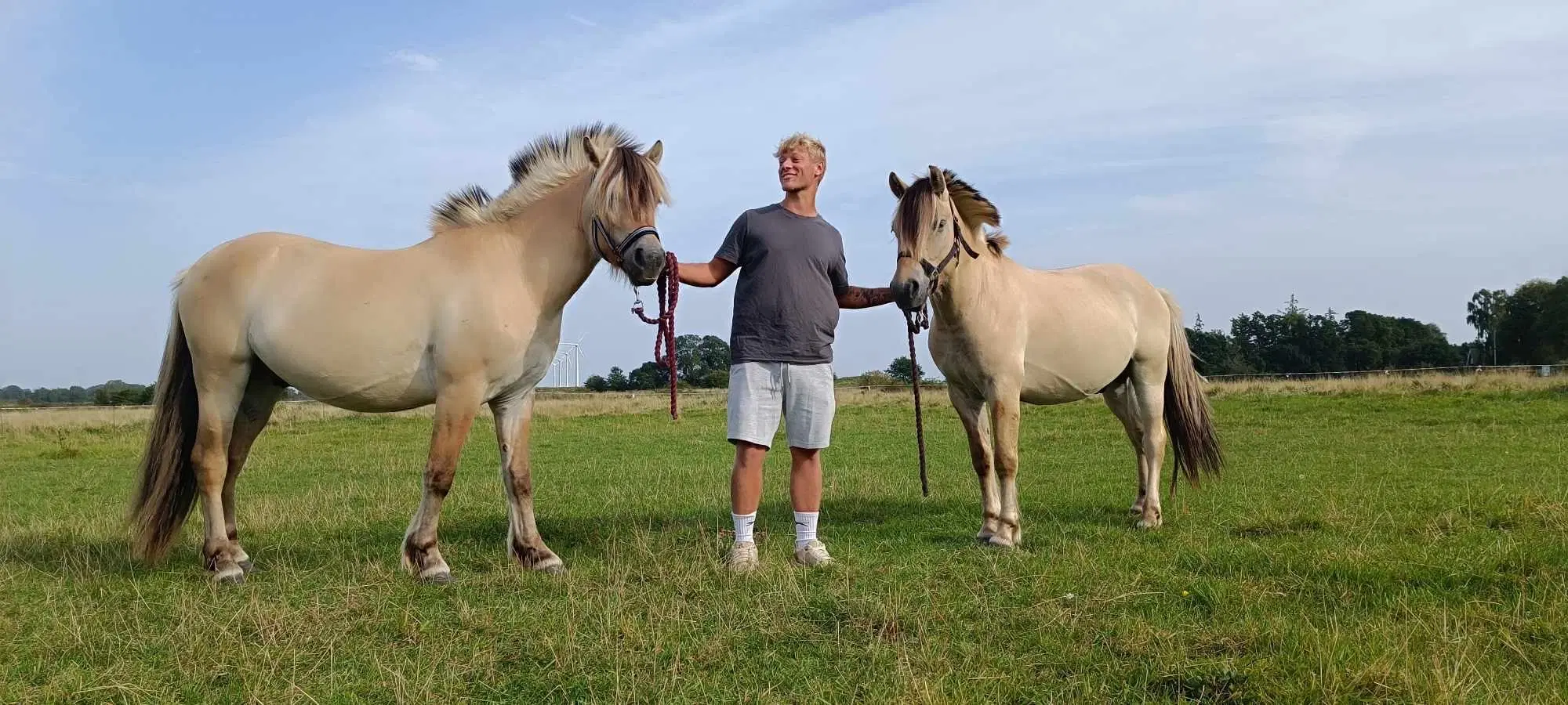 Fjordheste sælges