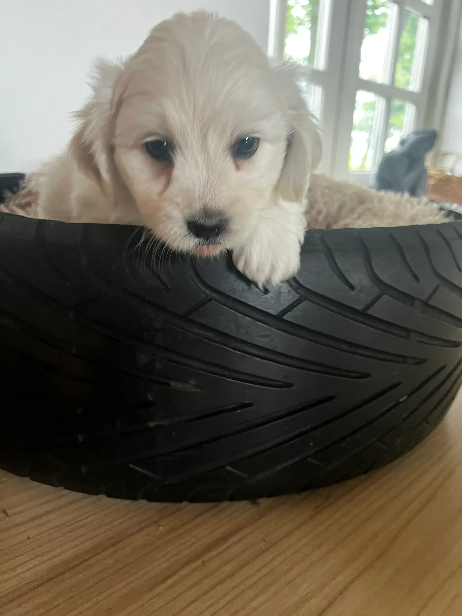 Coton de tulear / shih tzu