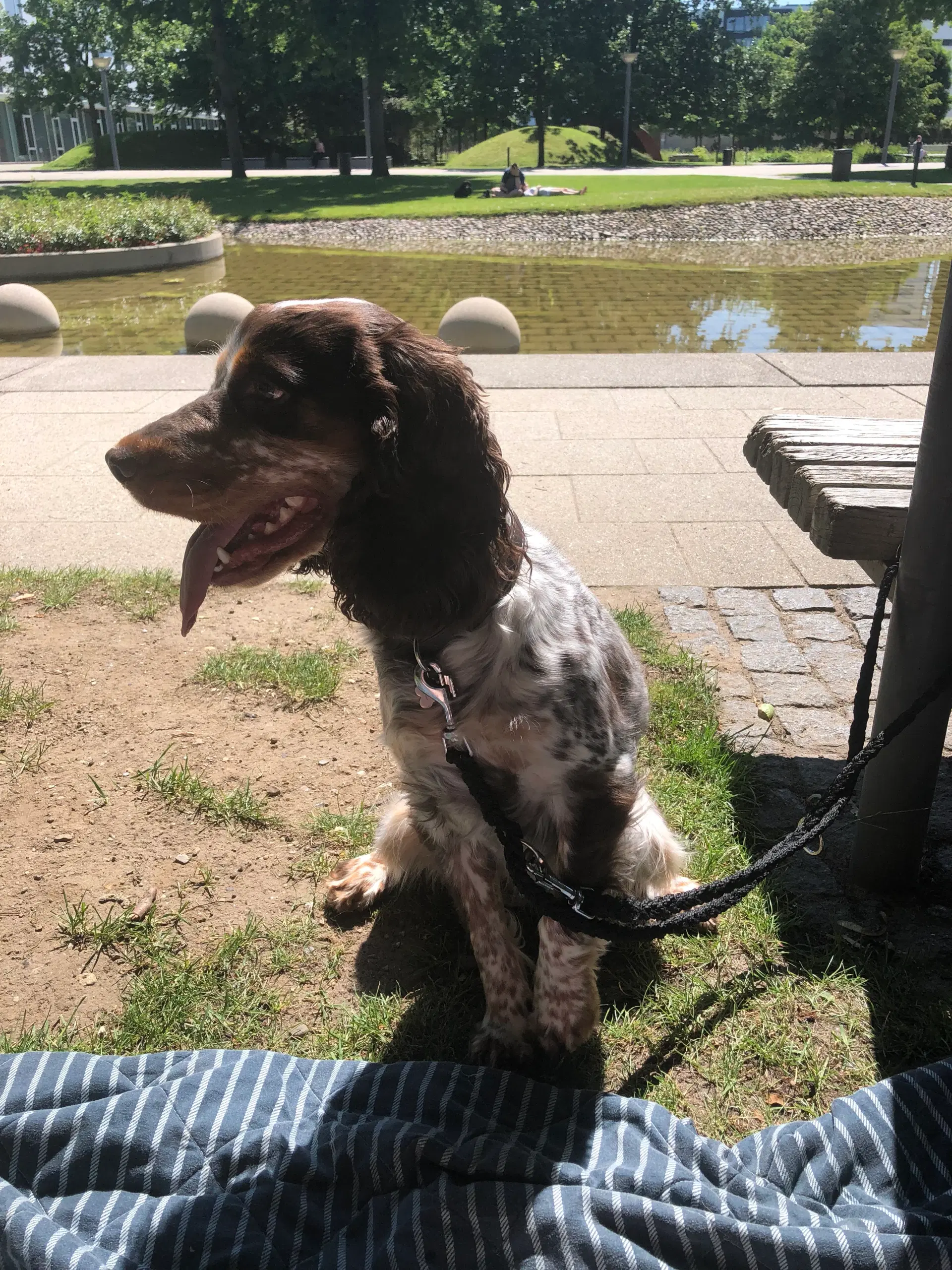 Engelsk Cocker Spaniel