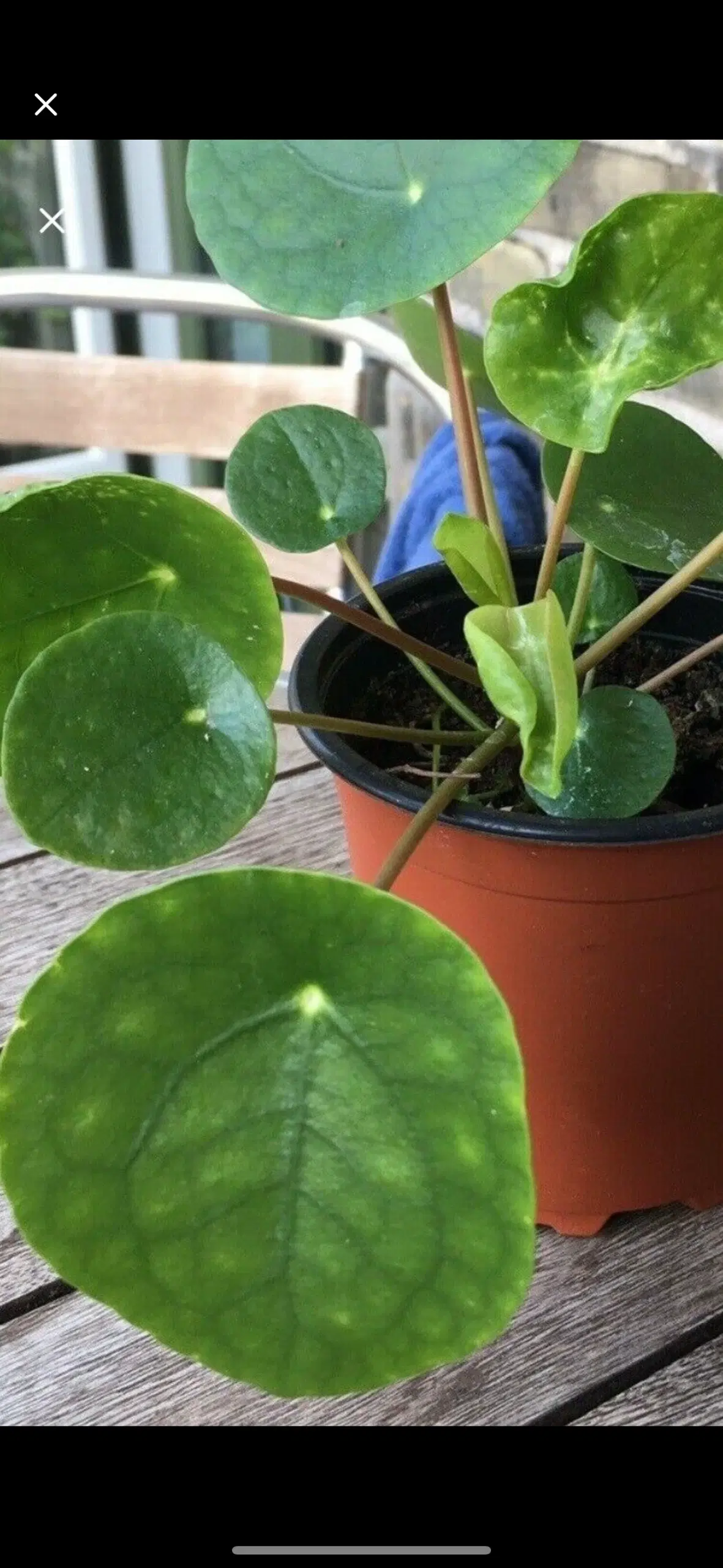 Pilea plante