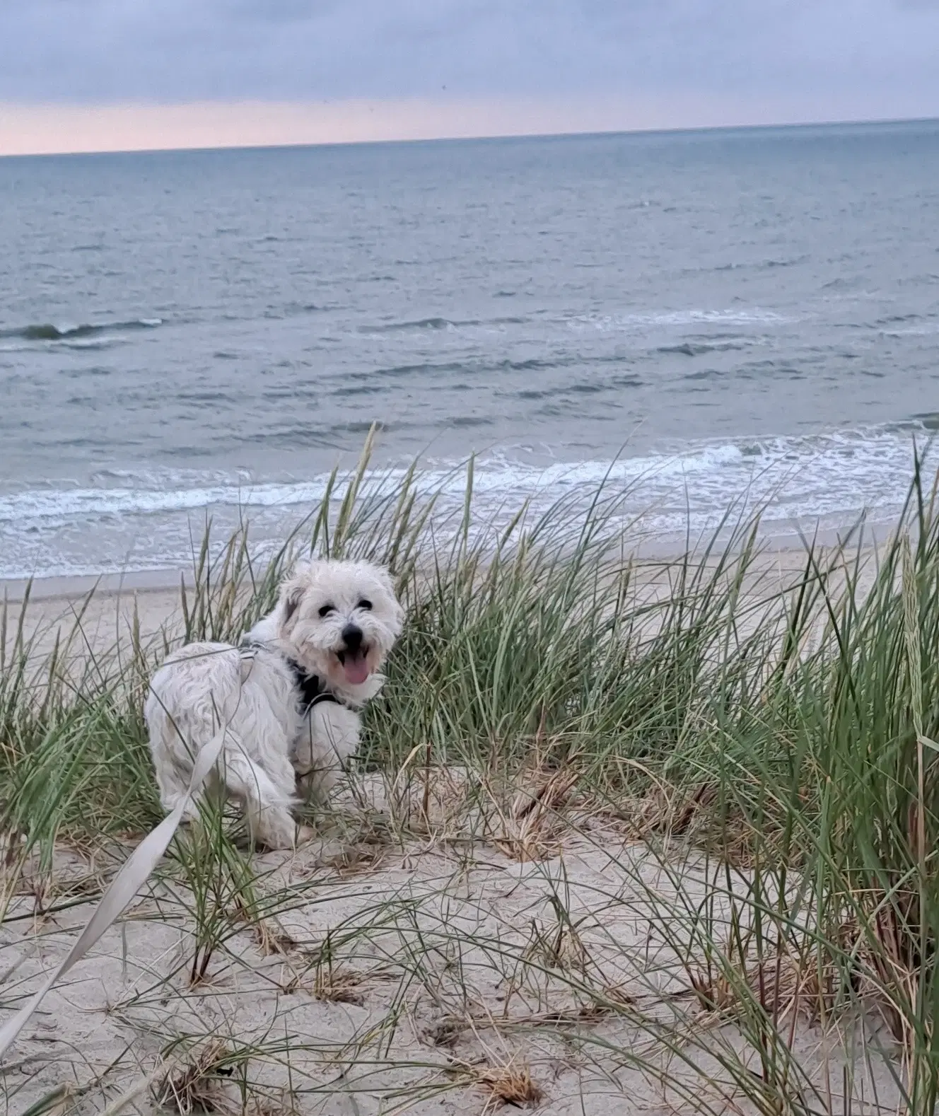 Livsglade coton de tulear hvalpe søger nye hjem