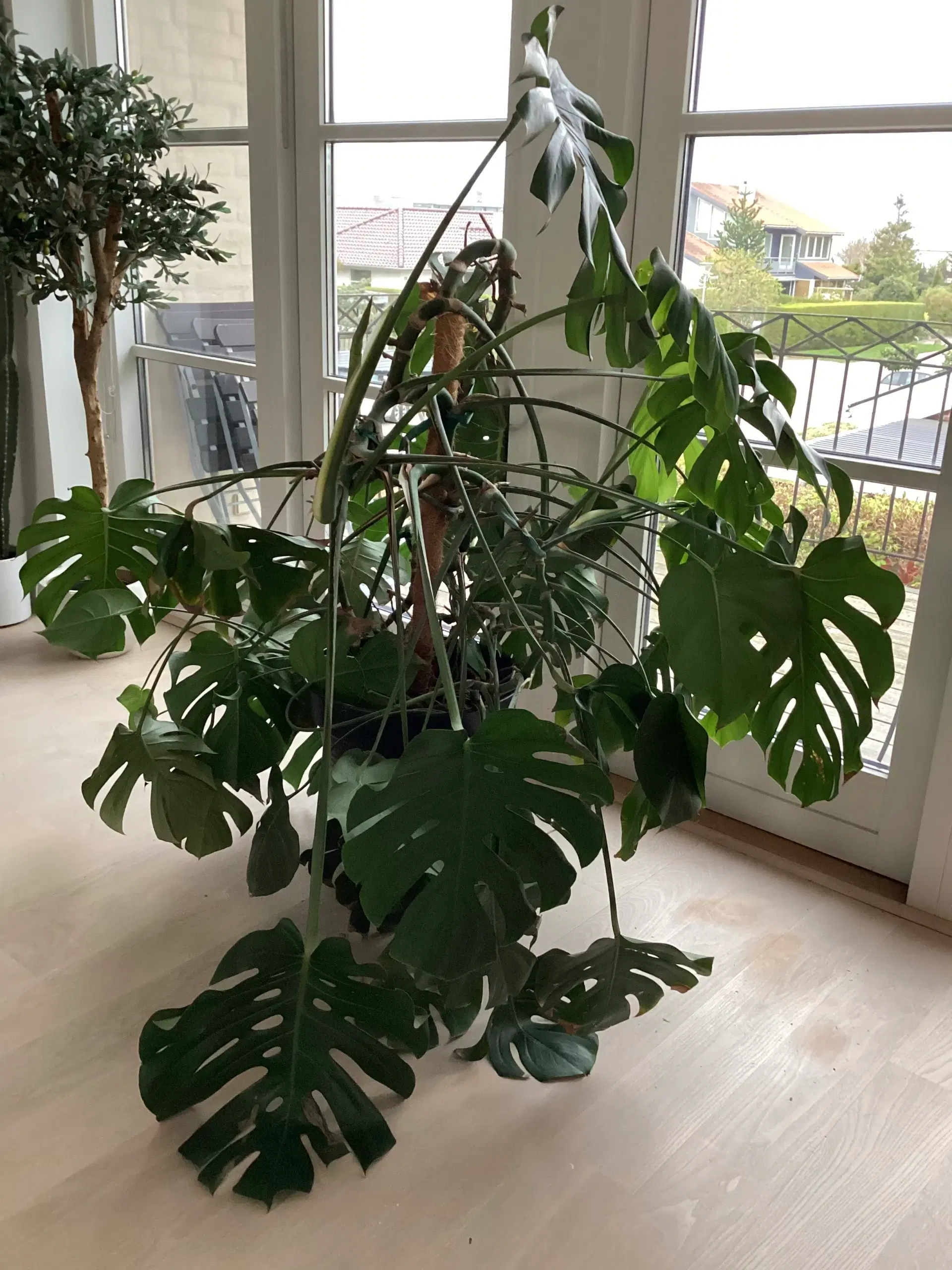 Monstera 150 cm