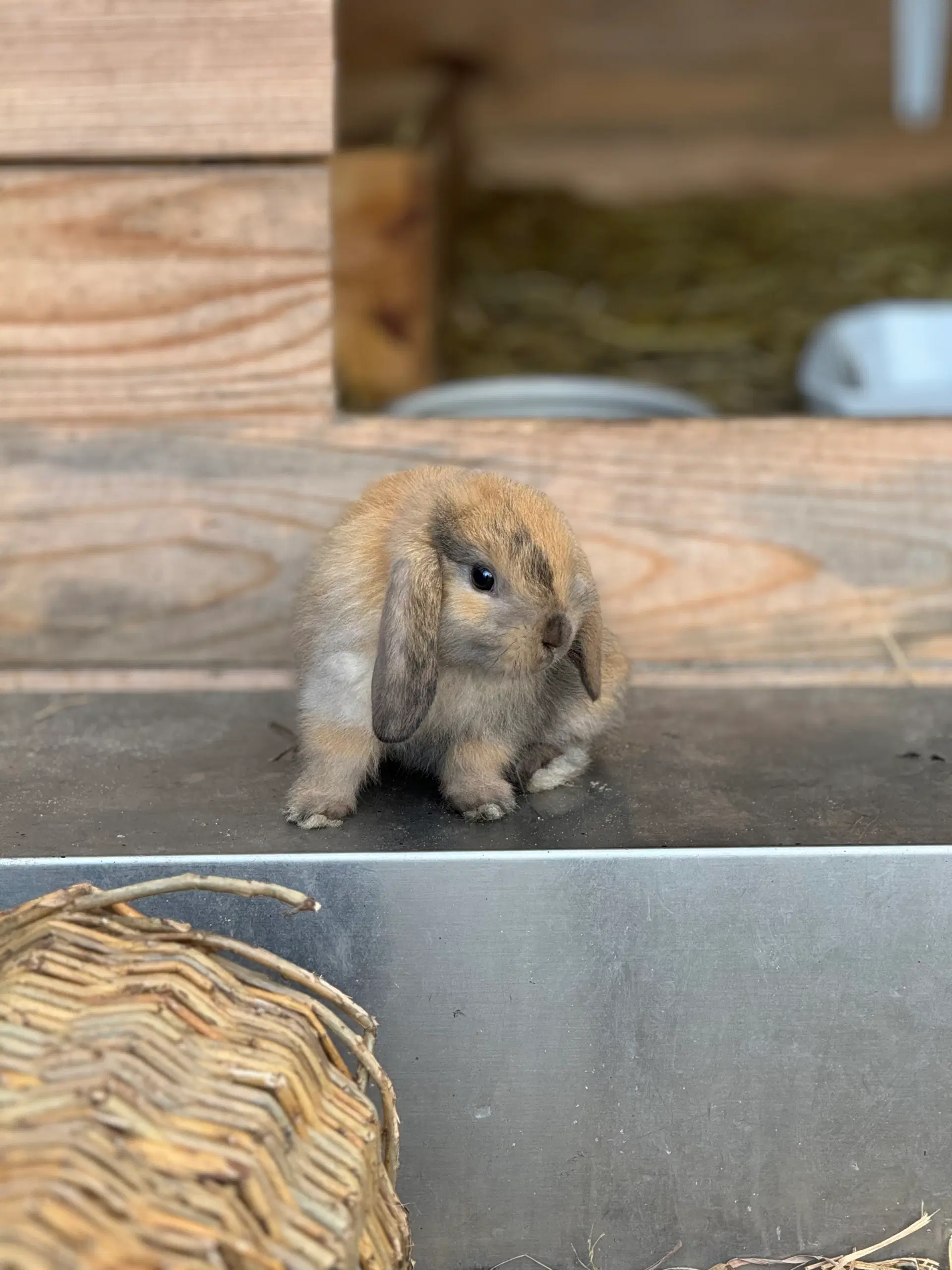 Minilop mini lop miniloop