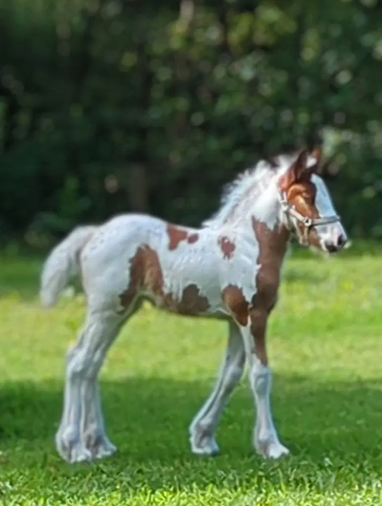 Tinker /Irish cob hoppe føl