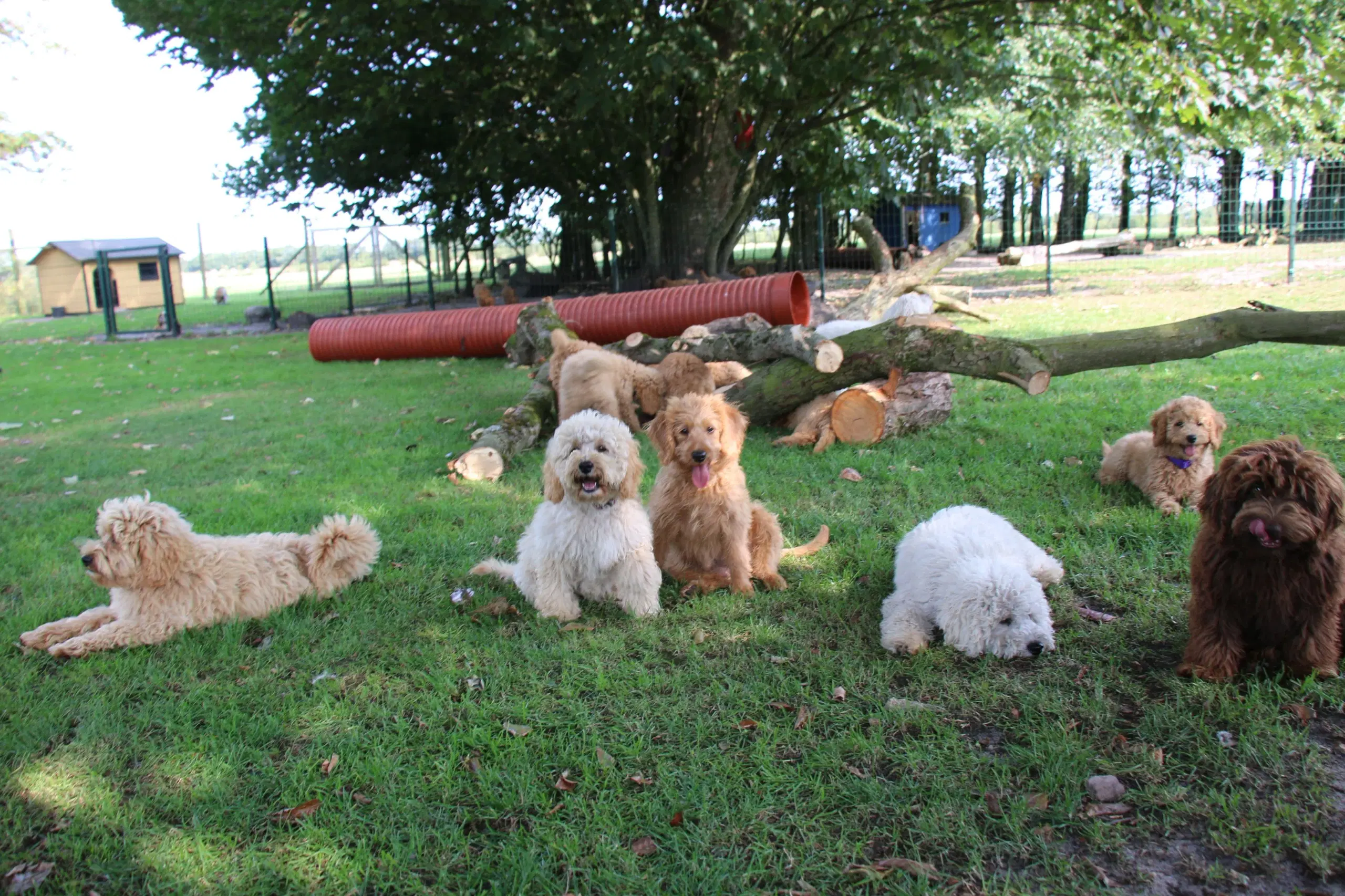 Goldendoodle Doodledoodle Cavapoo