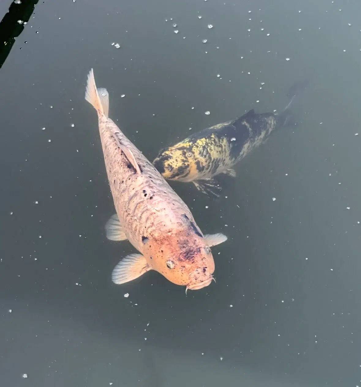 Koi Karper