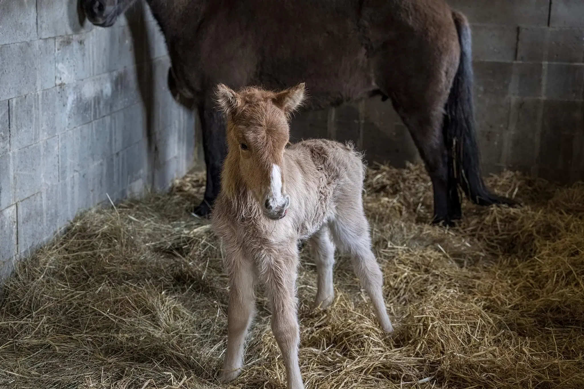 Skønne Síf Islandsk hoppeføl 1 år