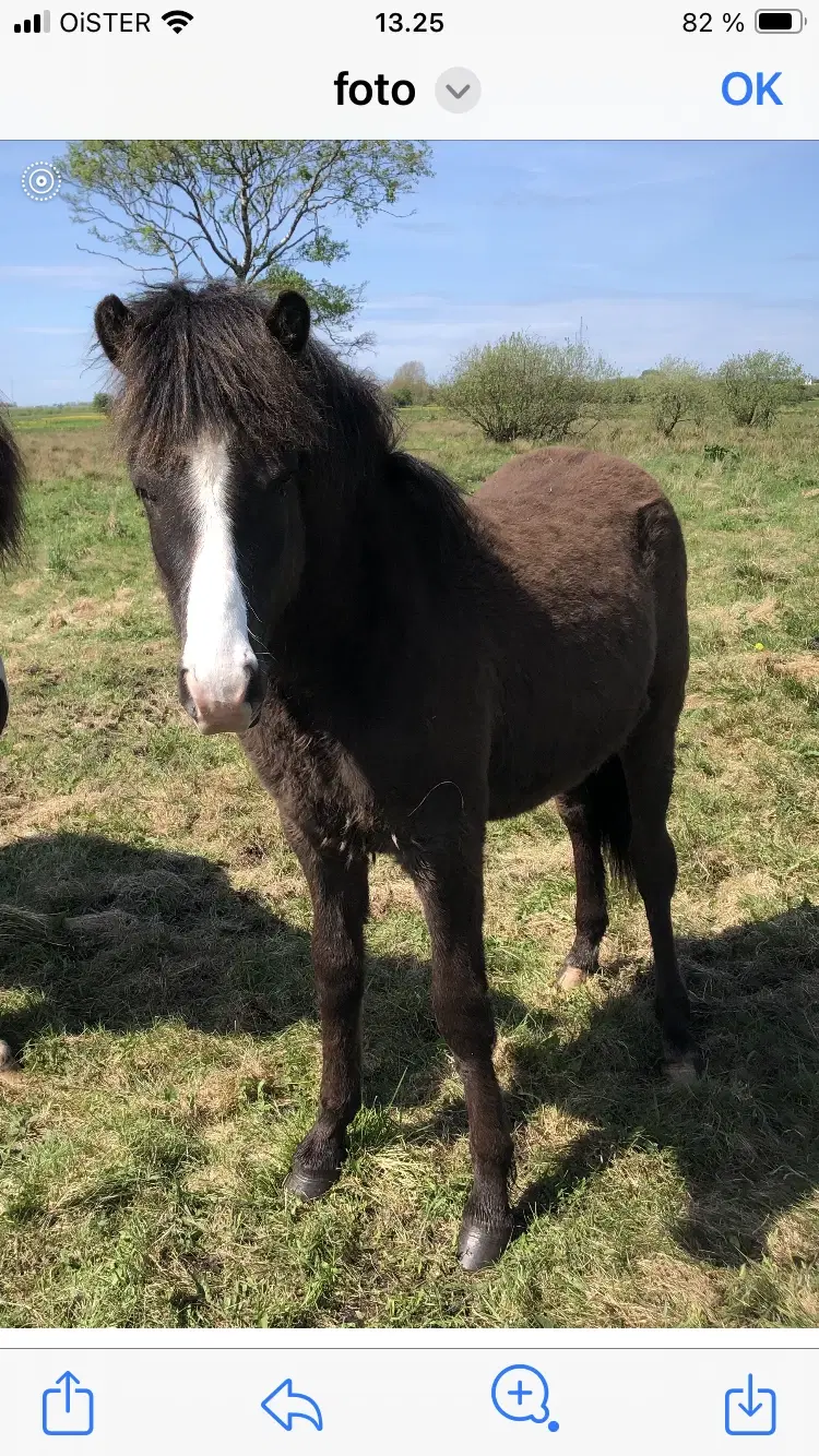 Ponyhingst 1 år