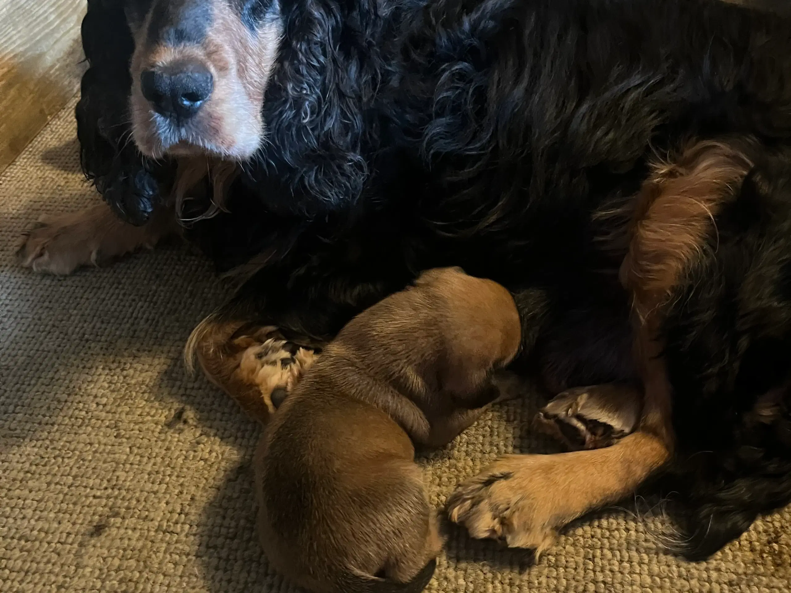 Engelsk bulldog/engelsk Cocker spaniel hvalpe