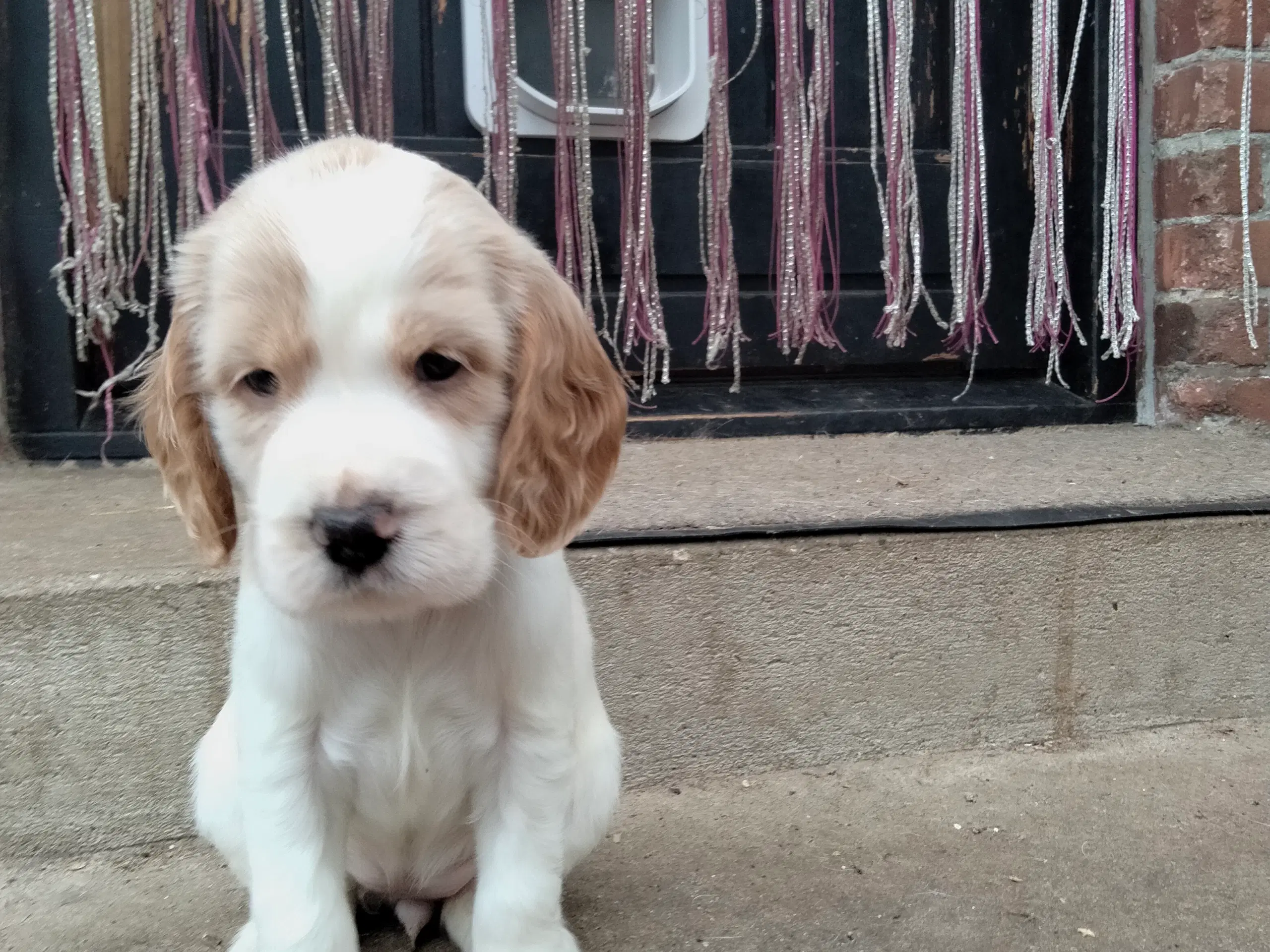 Engelsk bulldog/engelsk Cocker spaniel hvalpe