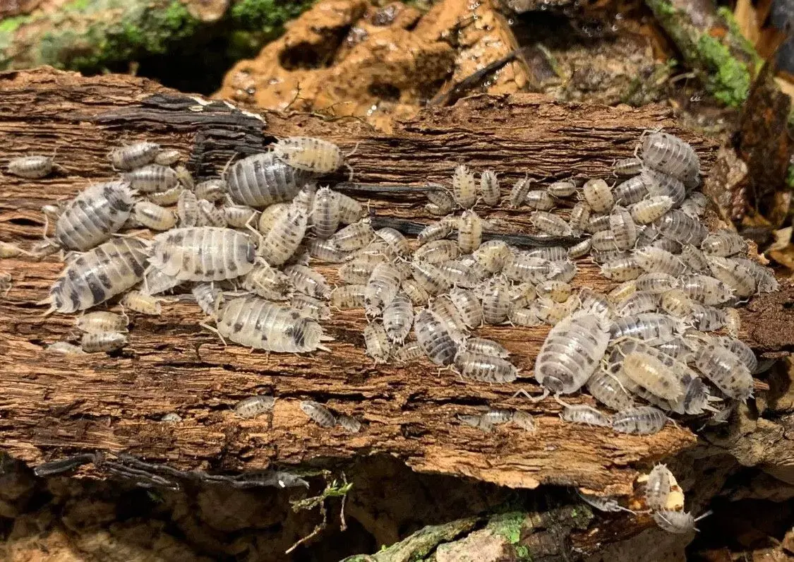 Porcellio Laevis Dairy Cow sælges