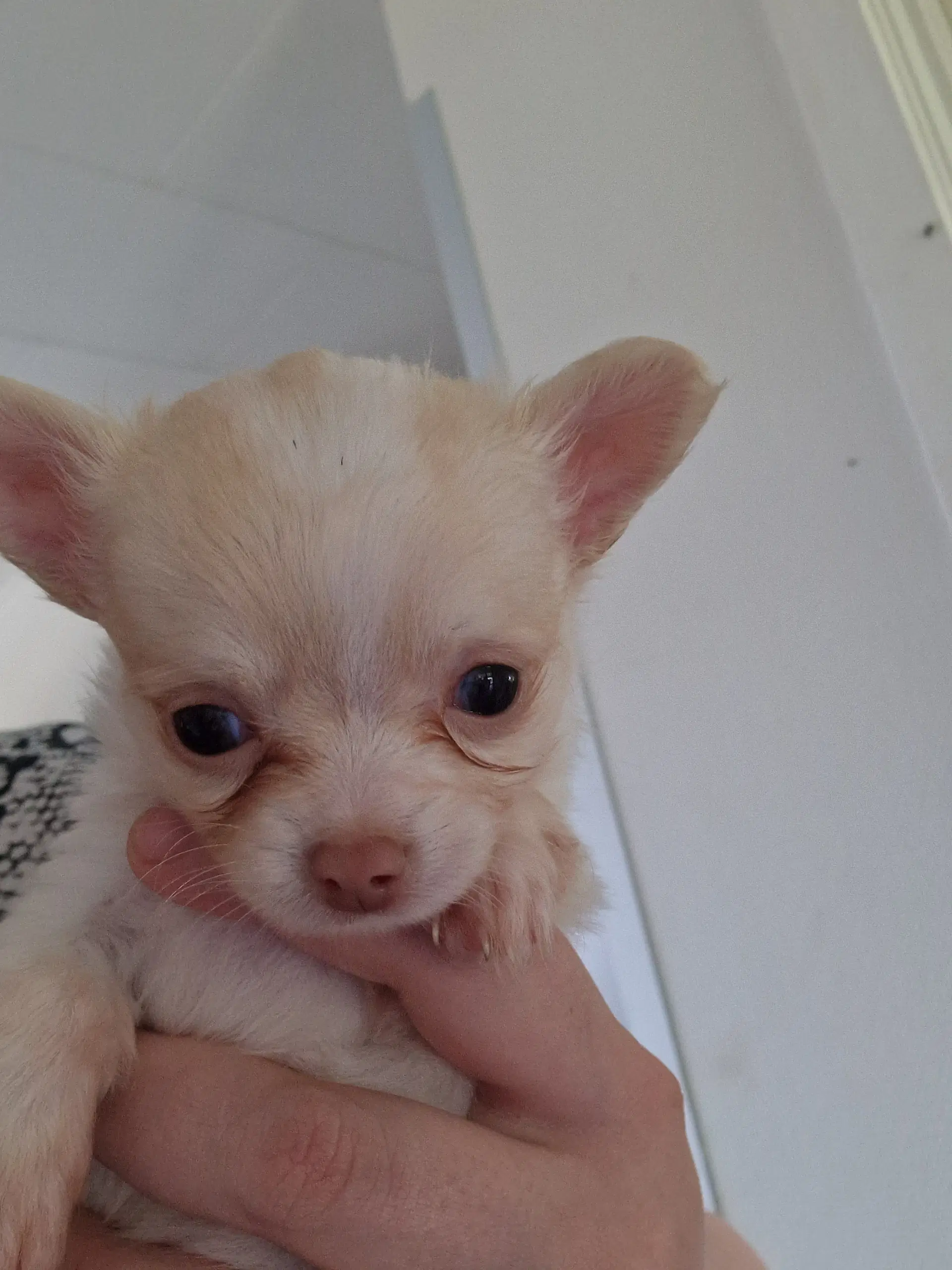 Chihuahua hvalpe søger nyt hjem