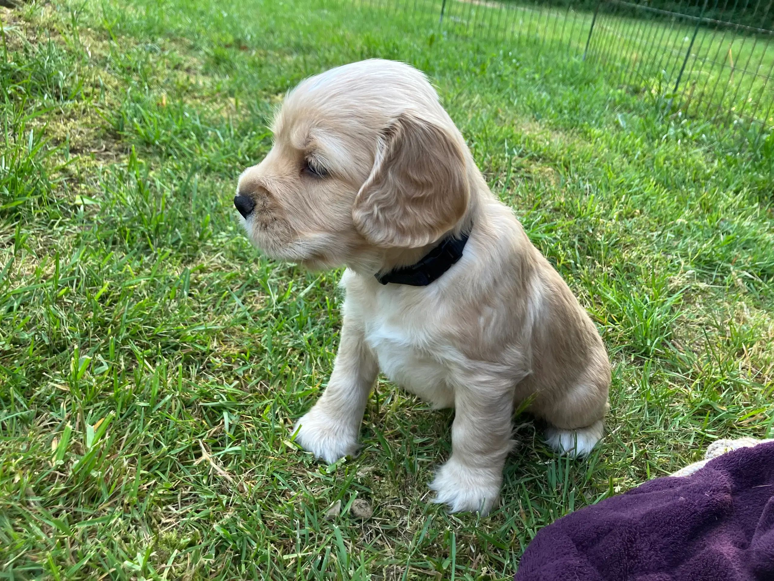 Mini Cocker Spaniel (Cockalier)