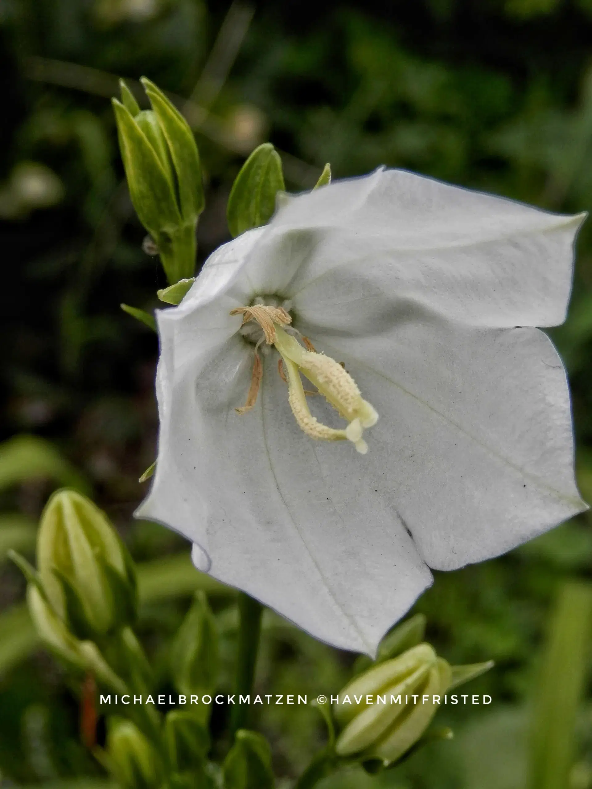 Klokkeblomst